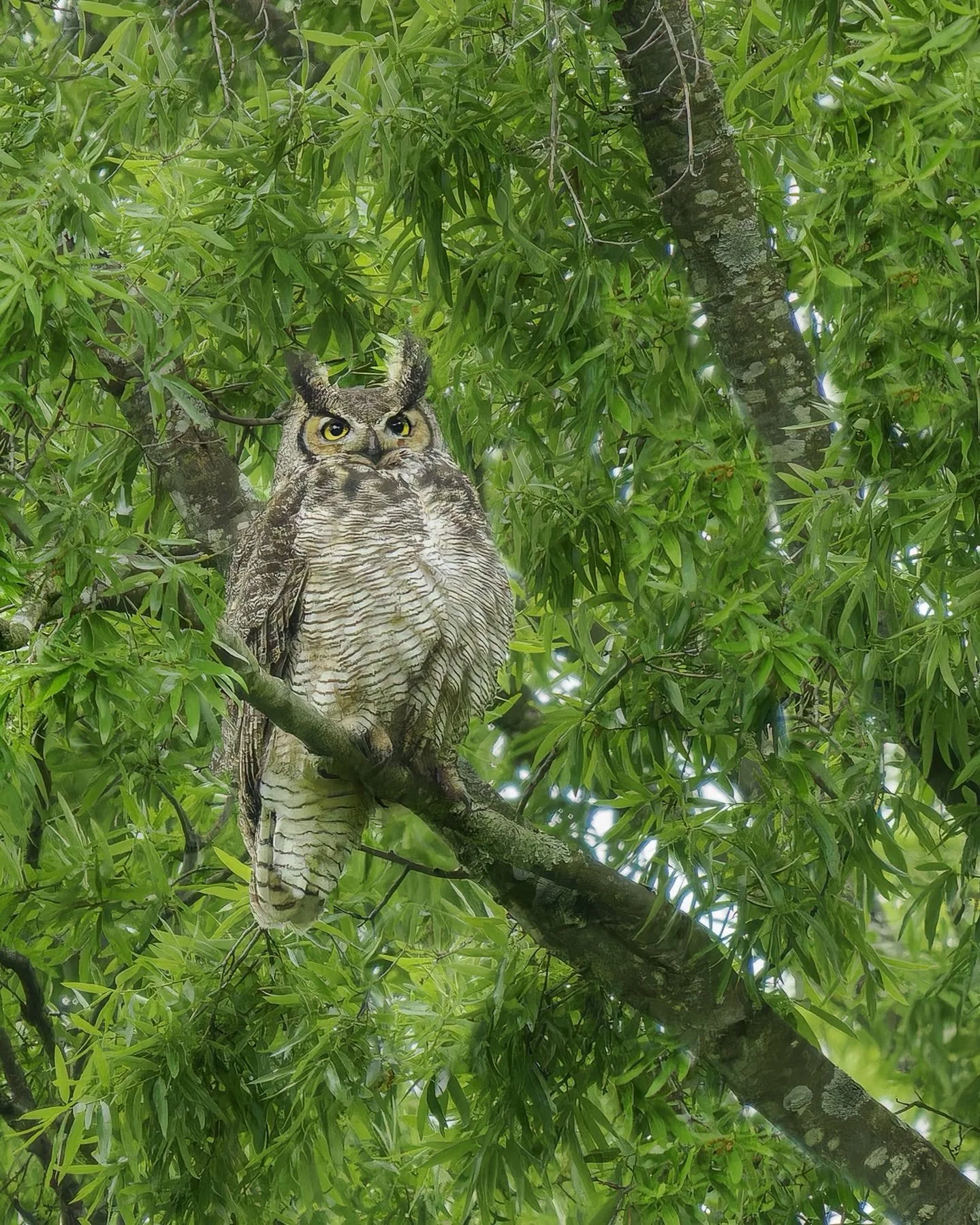 Great Horned Owl
Woken from its daytime nap because it was being mobbed by crows

Taken during our @naturephotoretreats event

Taken, handheld, with the @omsystem.americas M Zuiko 150-400mm lens with the 1.25X lens internal teleconverter engaged for 
