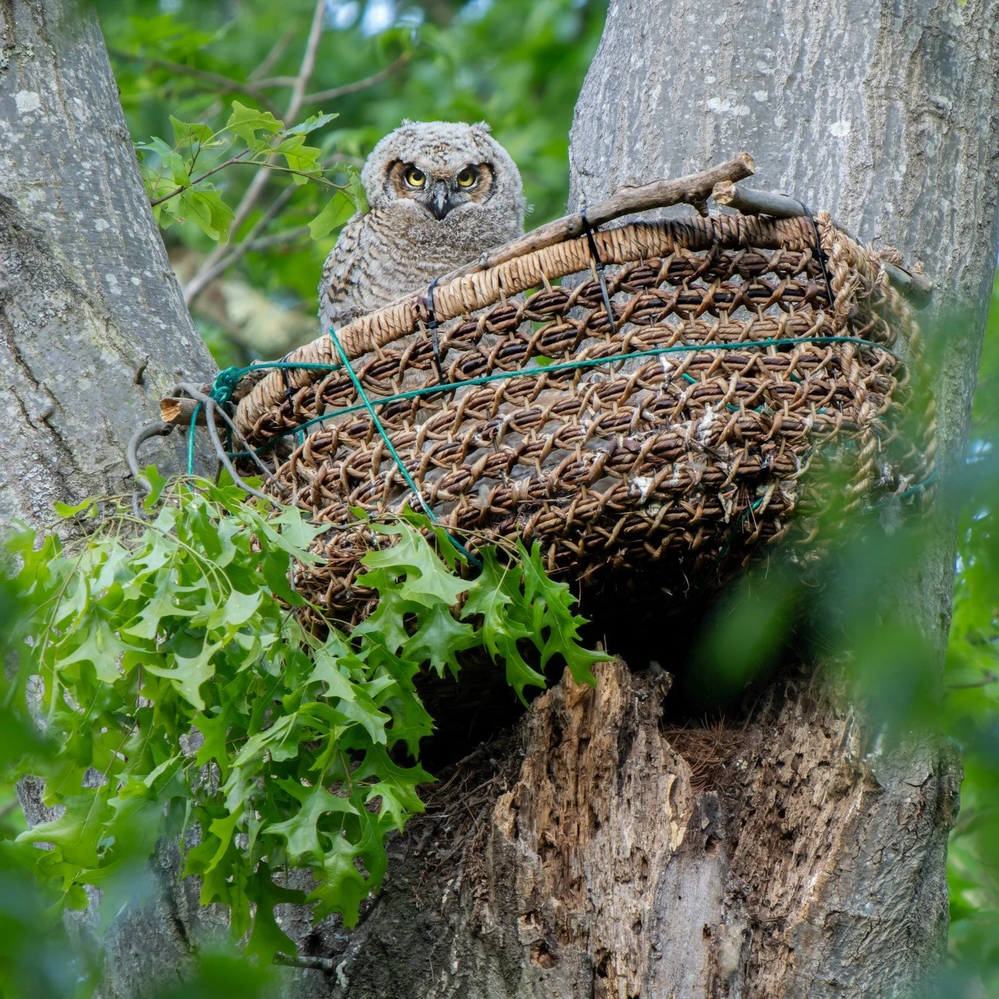 Hi Res Mode Great Horned Owlet

Hi Res Mode generates a larger file, with less noise and less chromatic aberation and more pixels and more detail. 

Noise is random, so Hi res mode can be useful for scenes that require higher ISO

Taken, handheld, us