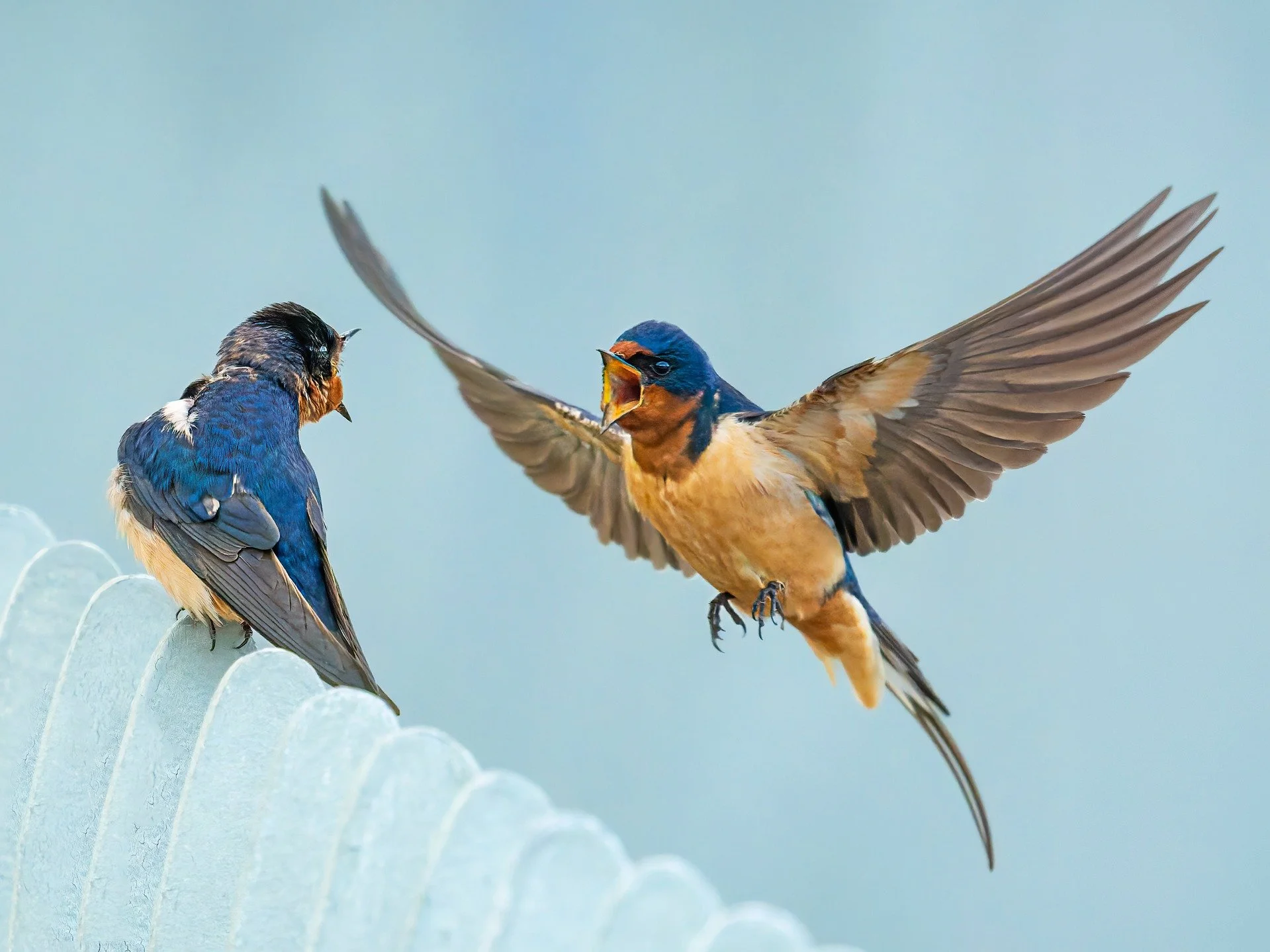 Swallows

Procapture
Waiting pays off ;-)

Taken, handheld, using the @omsystem.americas M Zuiko 150-400mm lens (with the internal 1..25X lens teleconverter engaged) on my OM-1 mark II

1/2500 | f5.6 | ISO 10,000
High ISO due to the dark gloomy day.
