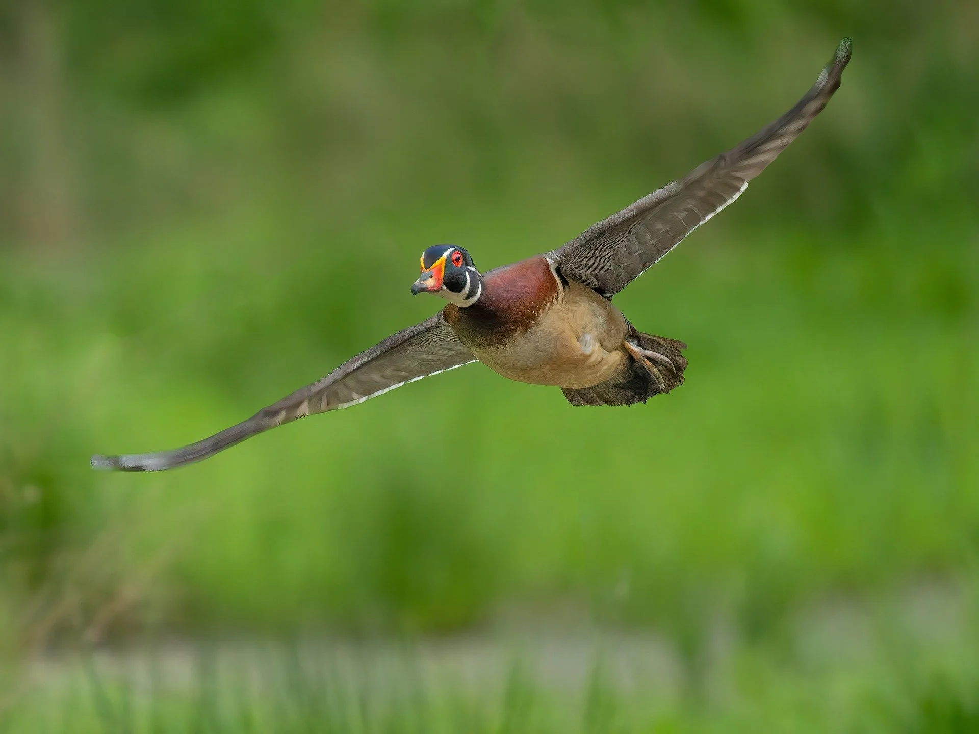 Male Wood Duck 

Procapture
We waited and waited and waited...
paid off. 

Taken, handheld, using the @omsystem.americas M Zuiko 150-400mm lens (with the internal 1..25X lens teleconverter engaged) on my OM-1 mark II

1/800 | f5.6 | ISO 12800
High IS