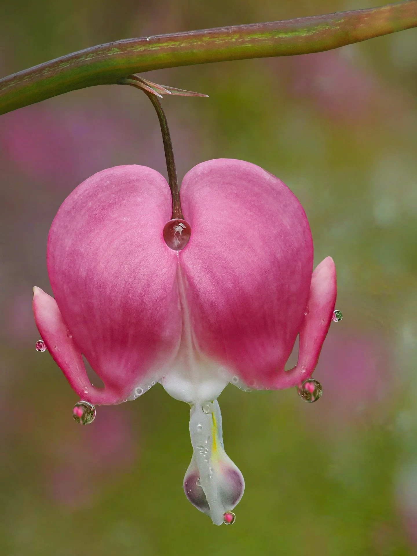 Bleeding Heart

Focus stacked in-camera 10 stacks f5 using the @omsystem.americas M Zuiko 90mm macro lens

#bleedingheart #heart #omsystem #focusstacking #lisatomphotos #flowers #springflowers