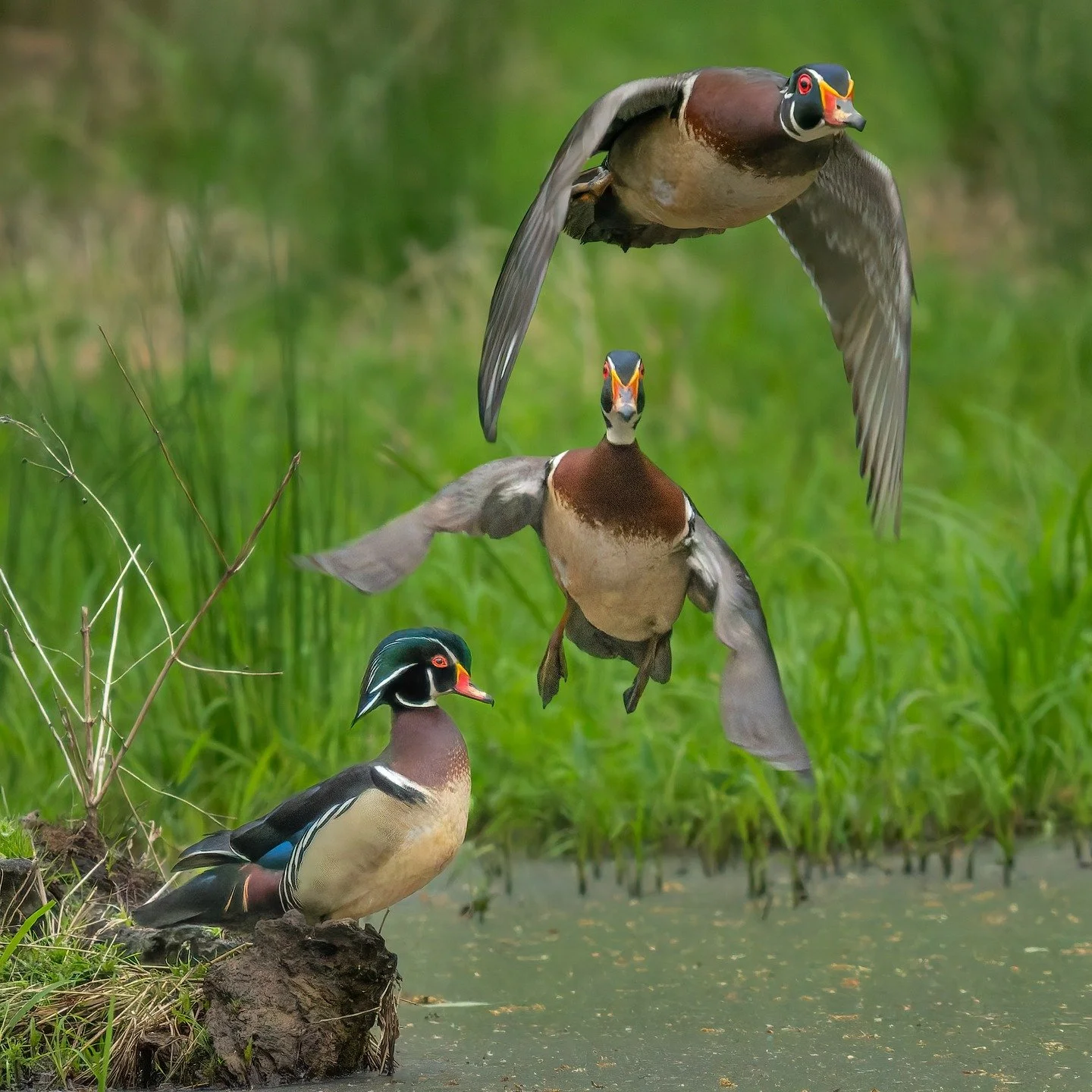 Composite of three photos

Male Wood Duck

Procapture

Taken, handheld, using the @omsystem.americas M Zuiko 150-400mm lens (with the internal 1..25X lens teleconverter engaged) on my OM-1 mark II

1/800 | f5.6 | ISO 12800
High ISO due to the dark gl