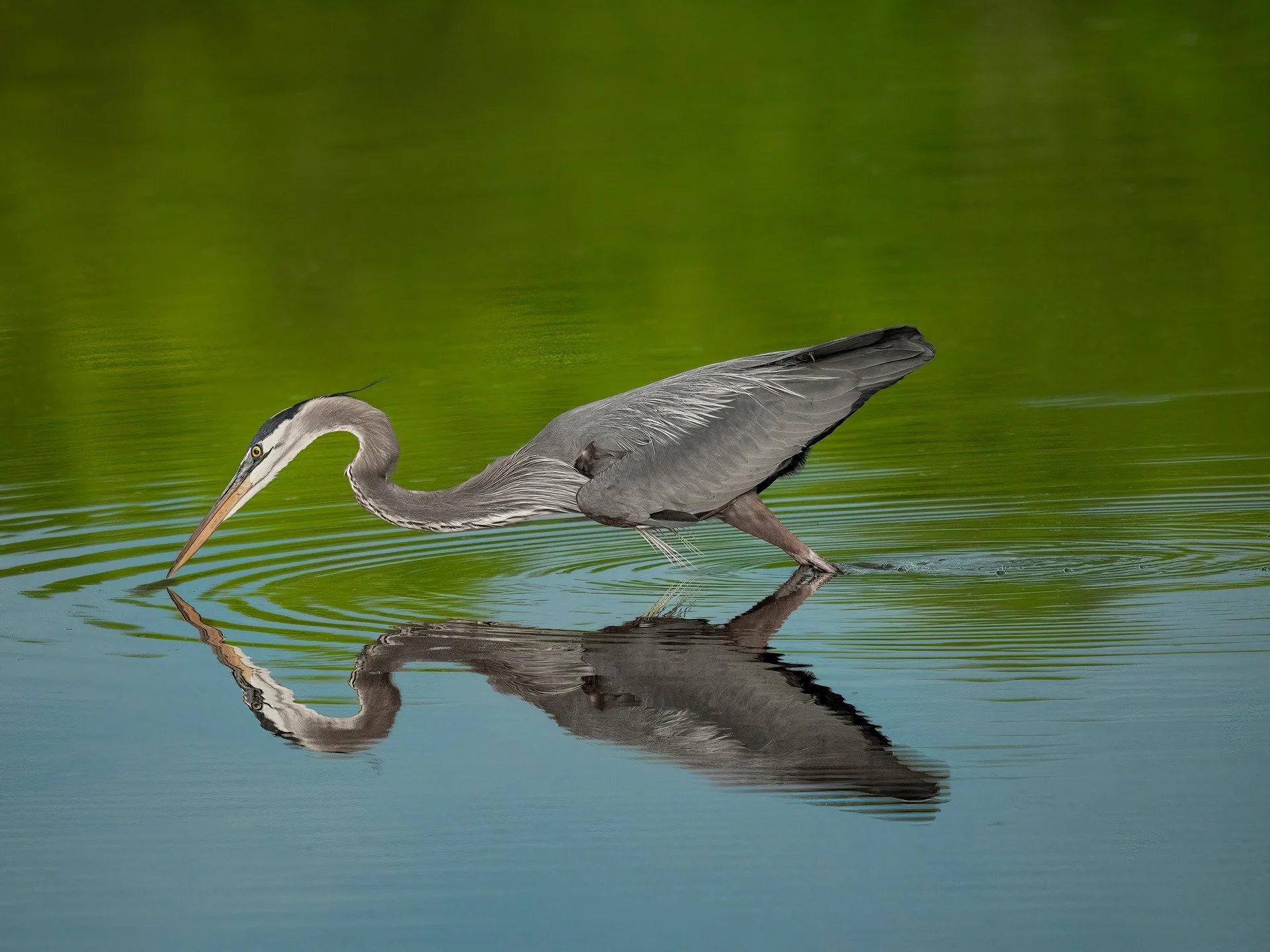 Great Blue Heron, just before the catch

Taken, handheld, using the @omsystem.americas M Zuiko 150-400mm lens on the OM-1 markII

#omsystem #birds #GBH #greatblueheron #lisatomphotos
