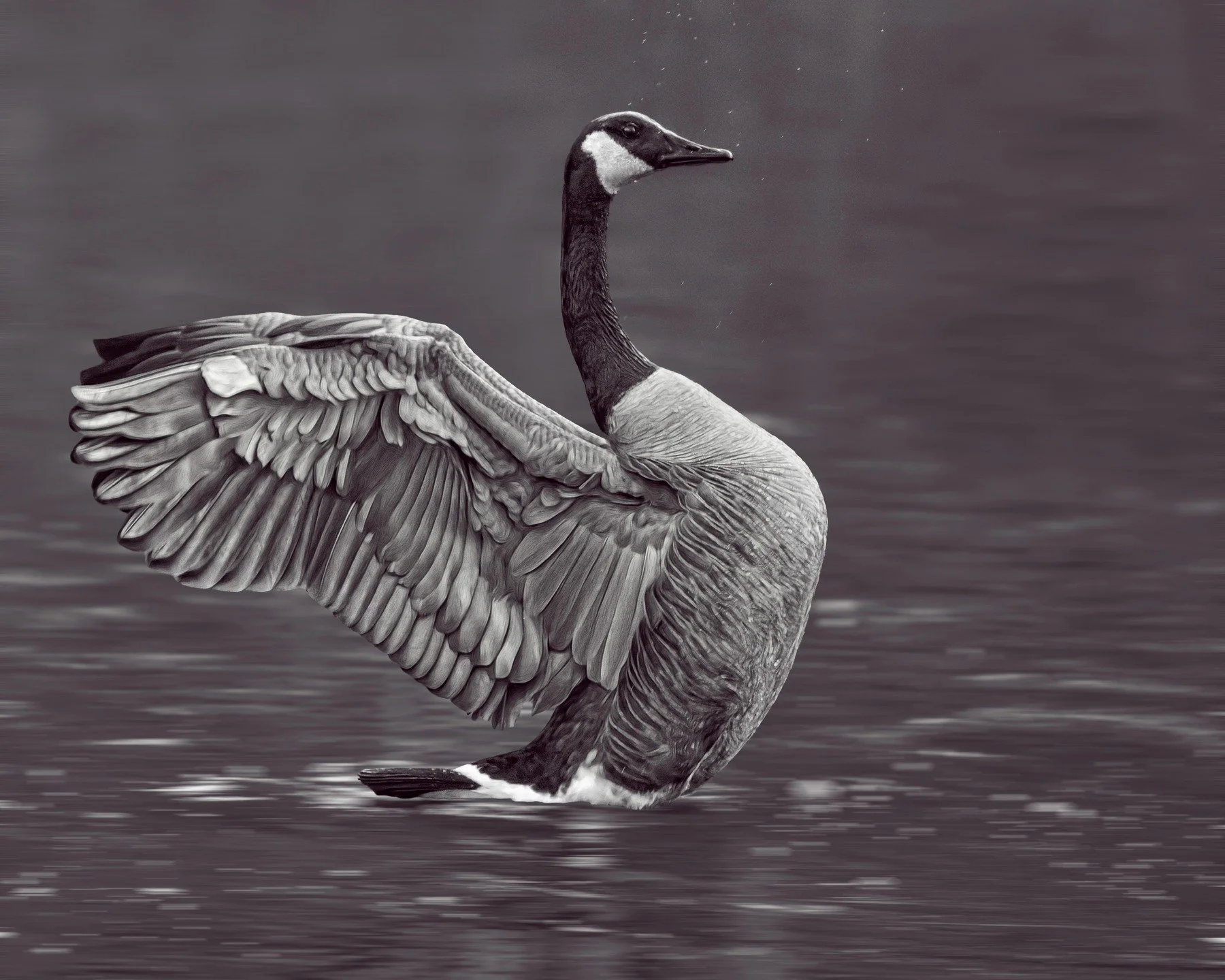 Canada Goose in the eearly morning light. Gasp don't say "Canadian Goose" it's like saying "seagull" LOL

Taken, handheld, using the @omsystem.americas M Zuiko 150-400mm lens on my OM-1 mark II

1/800 | f5.6 | ISO 6400

#omsystem 
