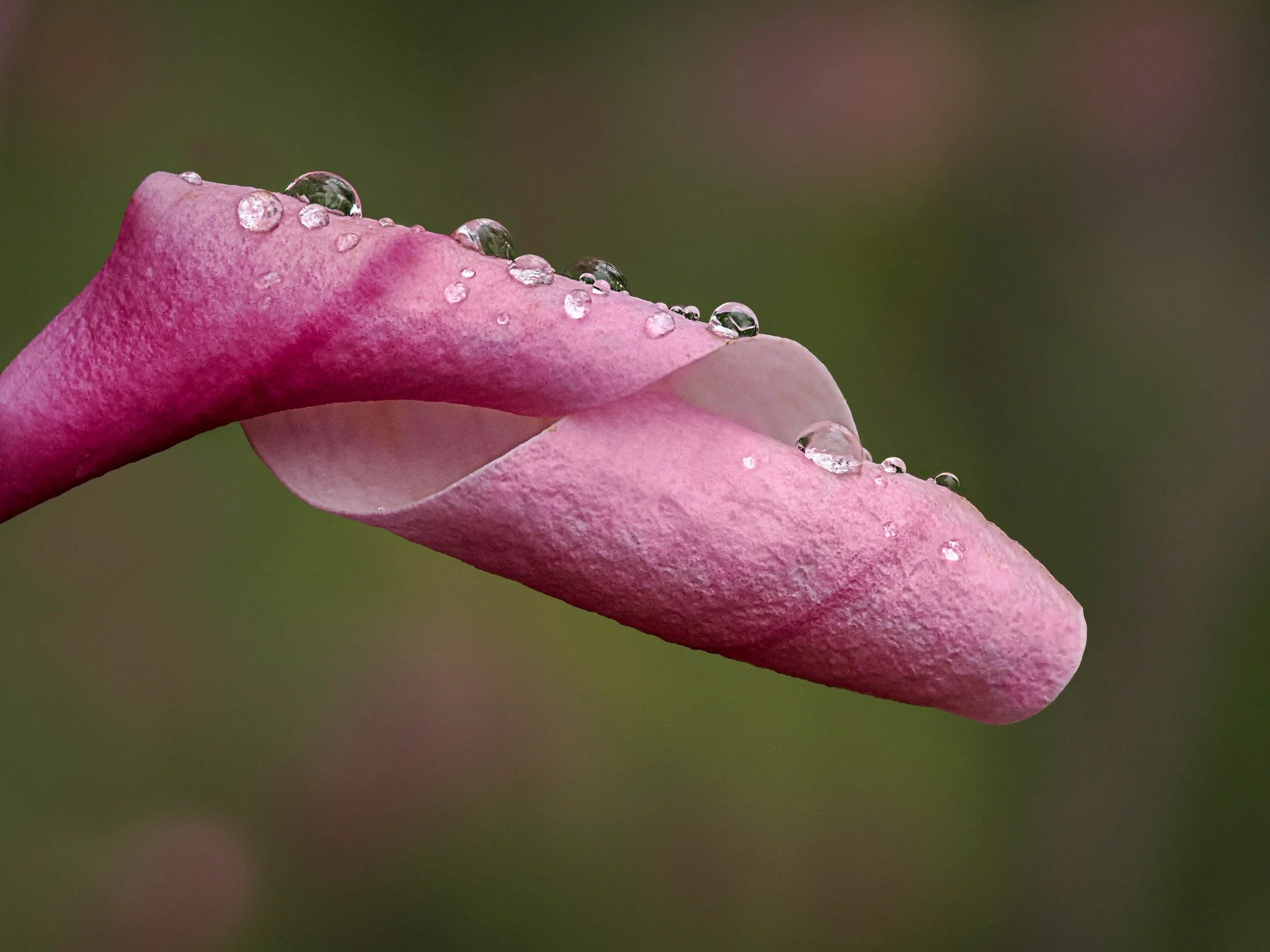 Magnolia blossom

Focus stacked in-camera
15 stacks f4 1/640
Taken with the @omsystem.americas M Zuiko 90mm macro lens on my @omsystem.cameras OM-1 mark II
