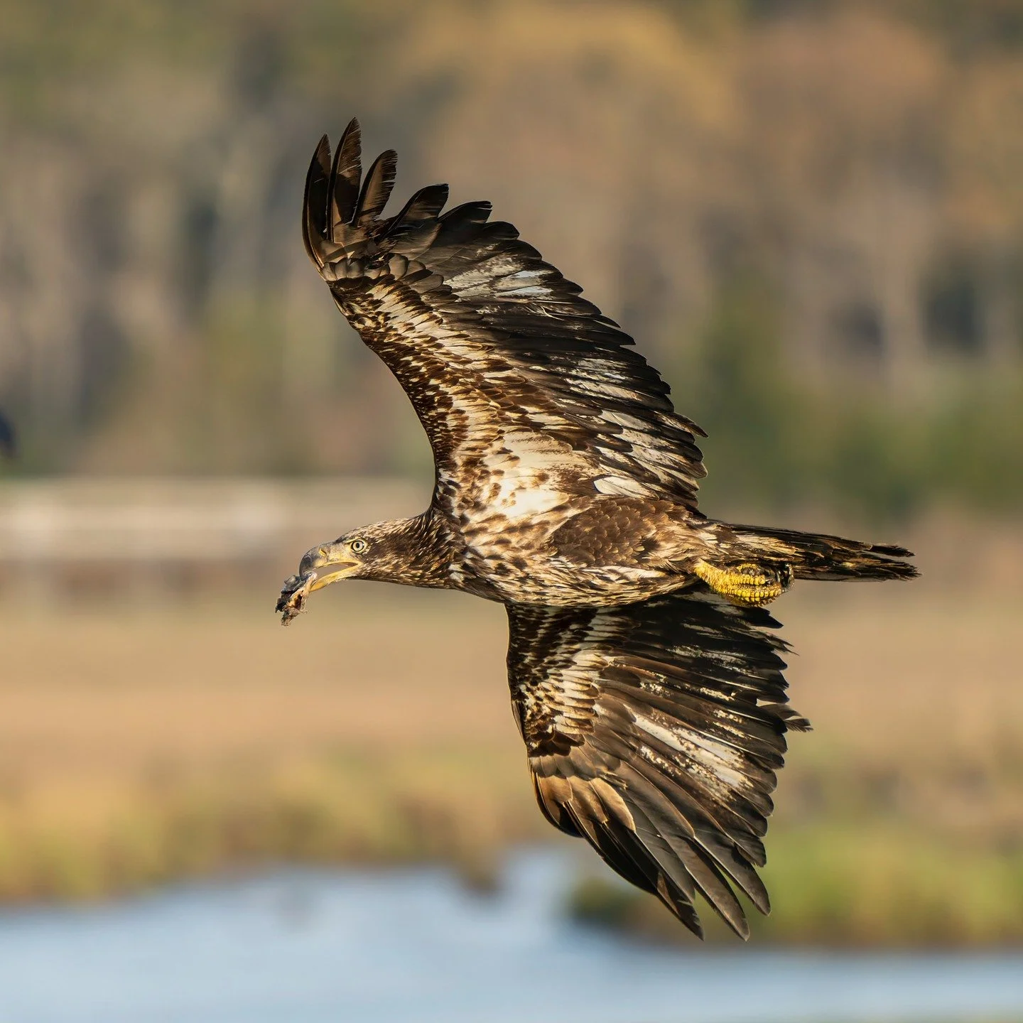 Immature Bald Eagle. 

Taken while showing someone camera settings and fieldcraft for bird photography during a one-on-one session yesterday. We had a lot of eagle activity! Amongst other subjects.

100mm FFEQ | 1/1600 | iso 1600 | f5.6

Taken with t