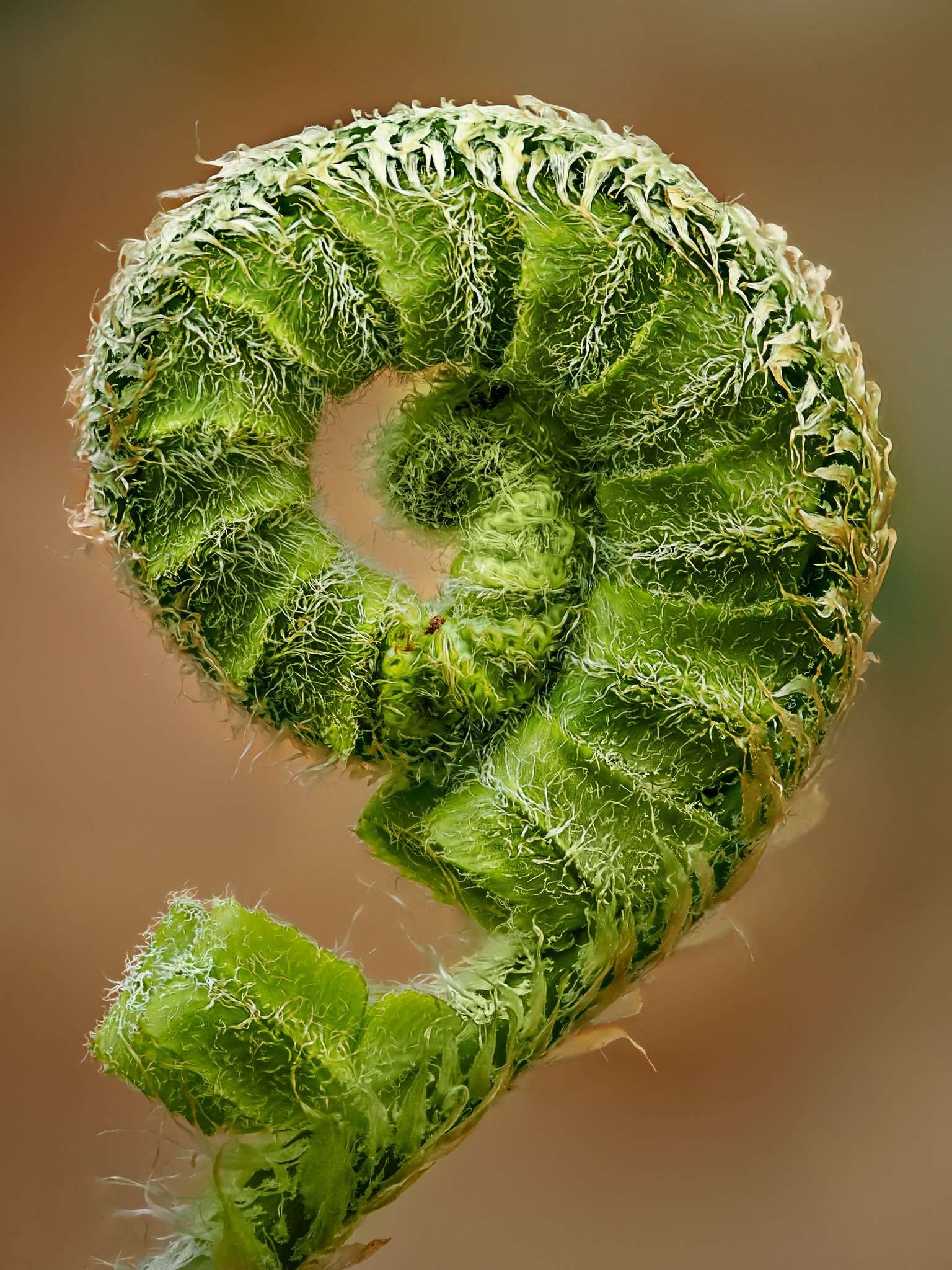 Fiddlehead
Focus-stacked in-camera using the @omsystem.americas M Zuiko 90mm lens on the OM-1 mark II
f3.5 | 1/160 ISO 1000 15 stacks

#omsystem #lisatomphotos #m43art #fern #fiddlehead #focusstacking