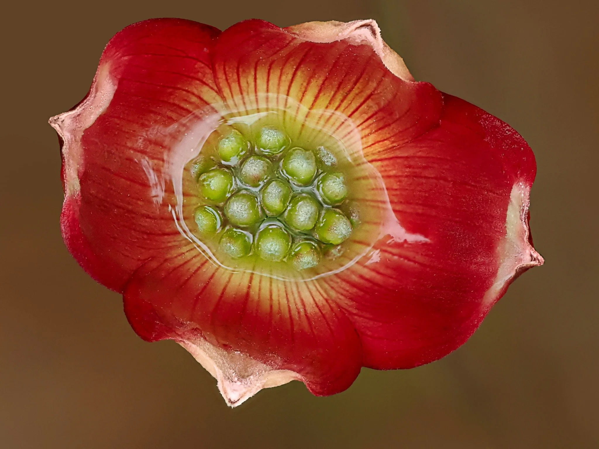 Dogwood Blossom
SOOC

Focus stacked-in camera 15 stacks f5

Taken with the @omsystem.americas M Zuiko 90mm macro lens on the OM-1 mark II

f5 | 1/100 | ISO 3200

#lisatomphotos #omsystem #dogwood #floweringtree #focusstack