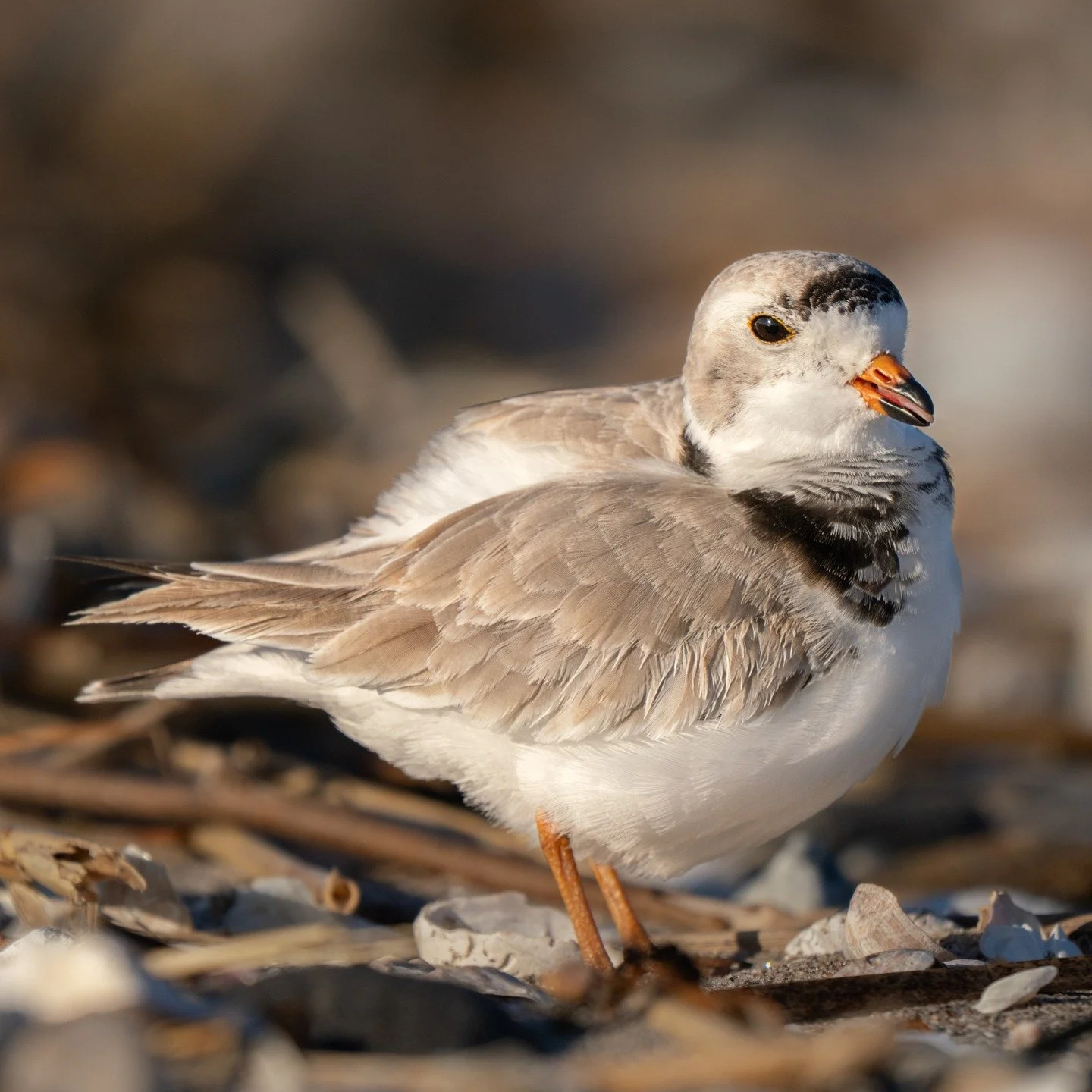 Plover

Taken, handheld, using the @omsystem.americas M Zuiko 150-400mm lens (with the internal 1..25X lens teleconverter engaged) on my OM-1 mark II

If you can get down low, you are less of a threat to birds, and they will come closer, and your ima