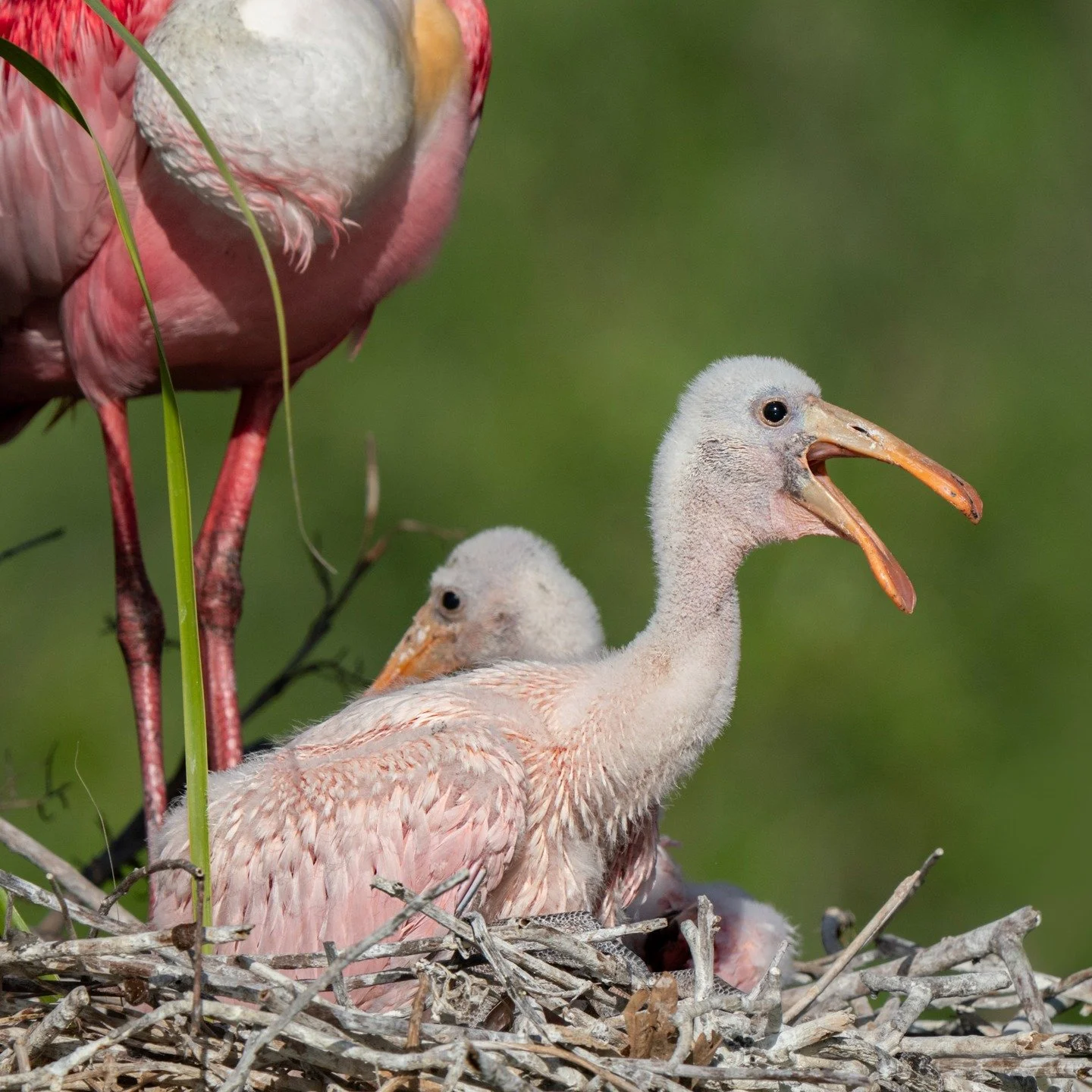 Roseated spoonbill babies

Taken, handheld, with the @omsystem.americas M Zuiko 150-400mm lens on the OM-1 mark II camera

#omystem #spoonbills #birds #lisatomphotos #mzuiko #itsinournature with @franktaylorsmith