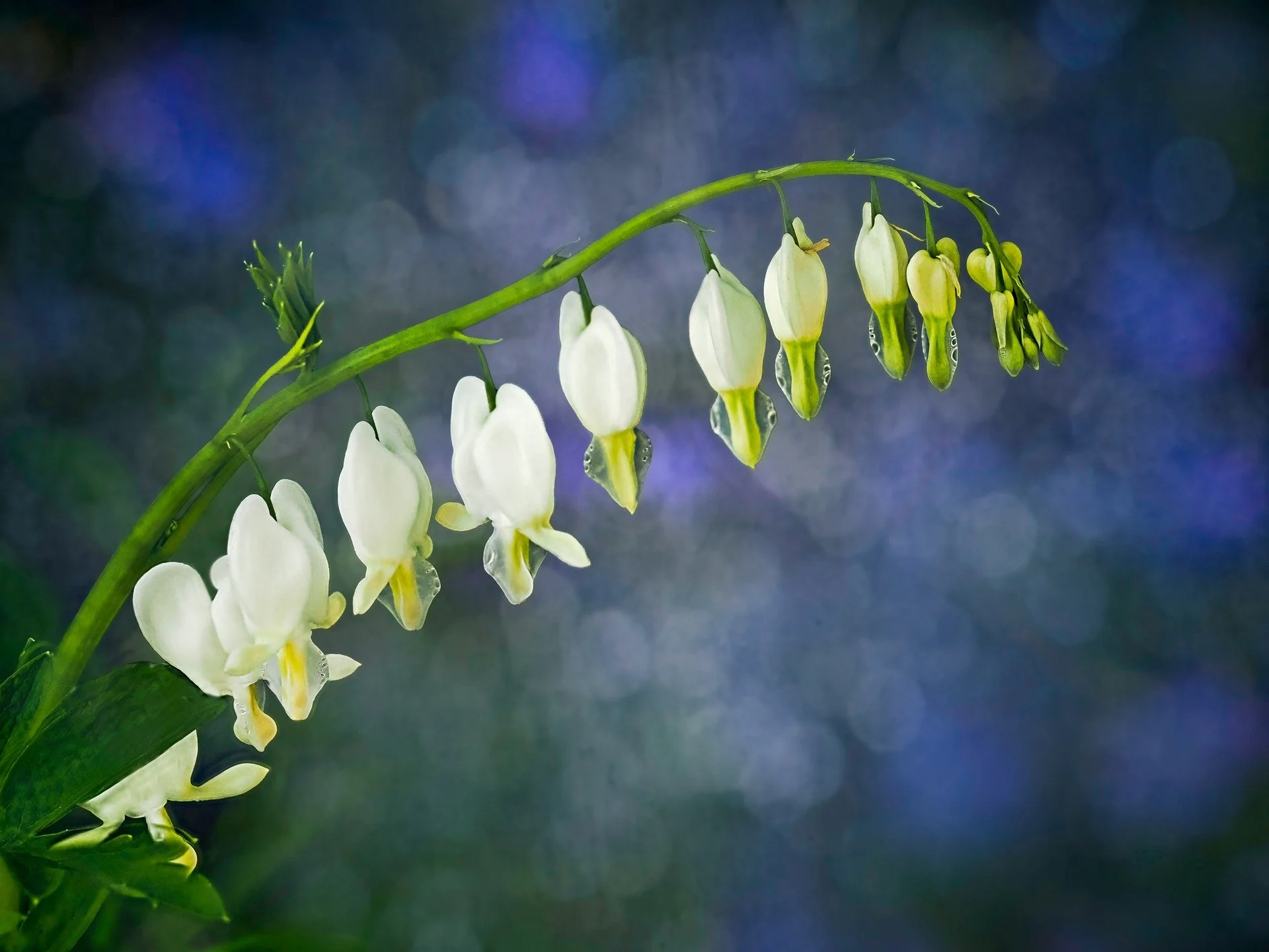 Bleeding Hearts

Taken @chanticleergarden with @tomcuchara and @franktaylorsmith 

Taken handhled, focus stacked in-camera, using the @omsystem.americas M Zuiko 90mm macro lens,

1/1000 f3.5 ISO 800

#omsystem #bleedinghearts #focusstacking #lisatomp