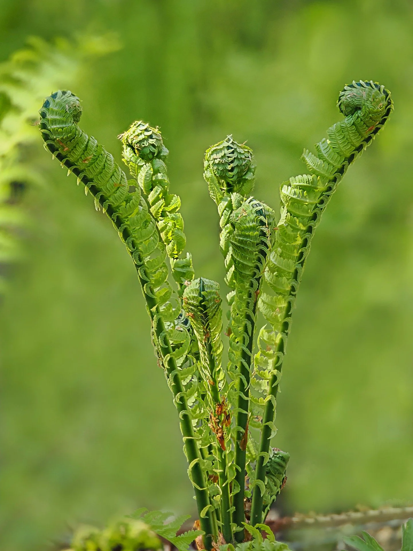 Fiddleheads

Focus-stacked in-camera using the @omsystem.americas M Zuiko 90mm lens on the OM-1 mark II

#omsystem #lisatomphotos #m43art #fern #fiddlehead #focusstacking