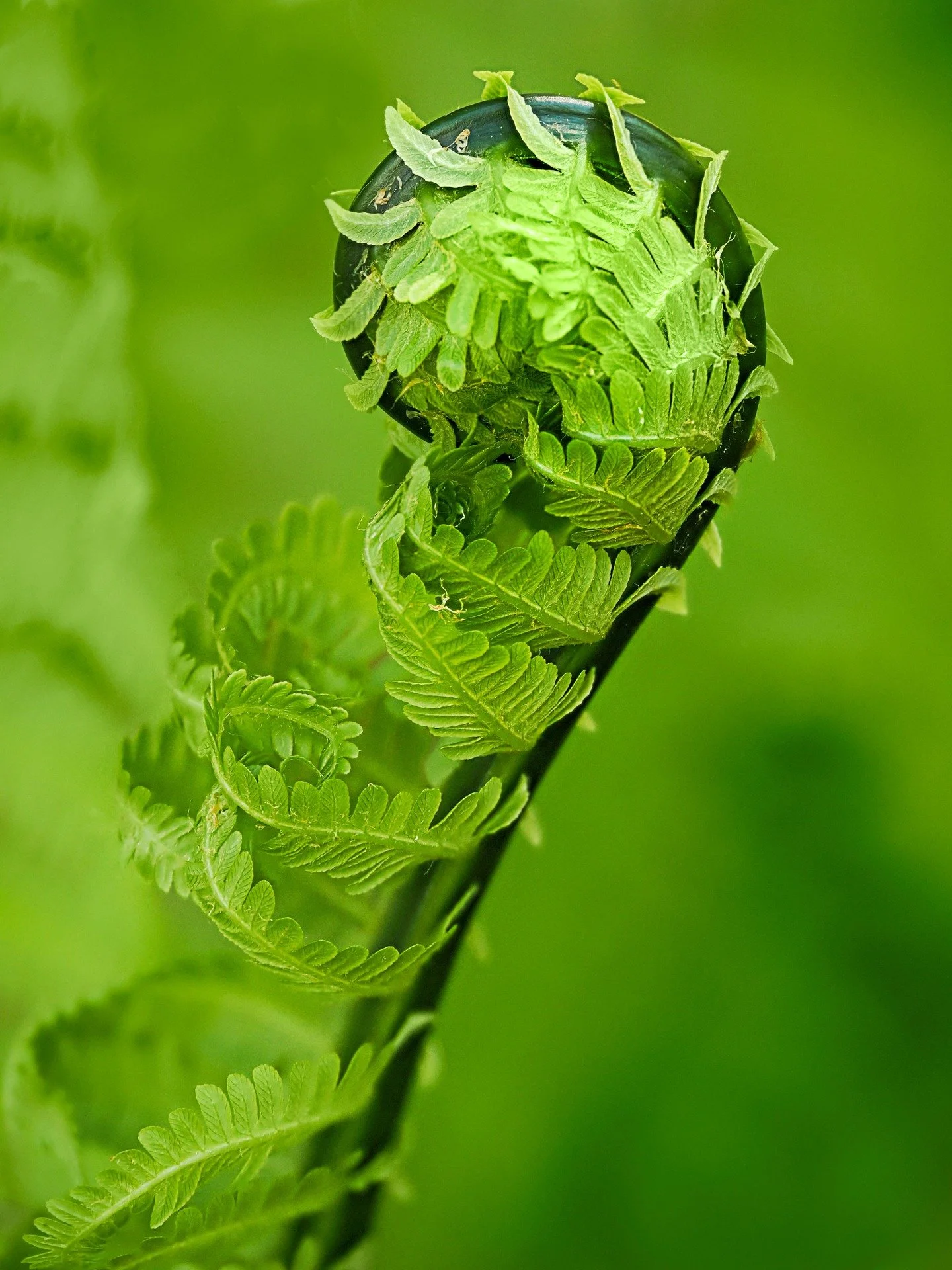 Fiddlehead

Focus-stacked in-camera using the @omsystem.americas M Zuiko 90mm lens on the OM-1 mark II

#omsystem #lisatomphotos #m43art #fern #fiddlehead #focusstacking