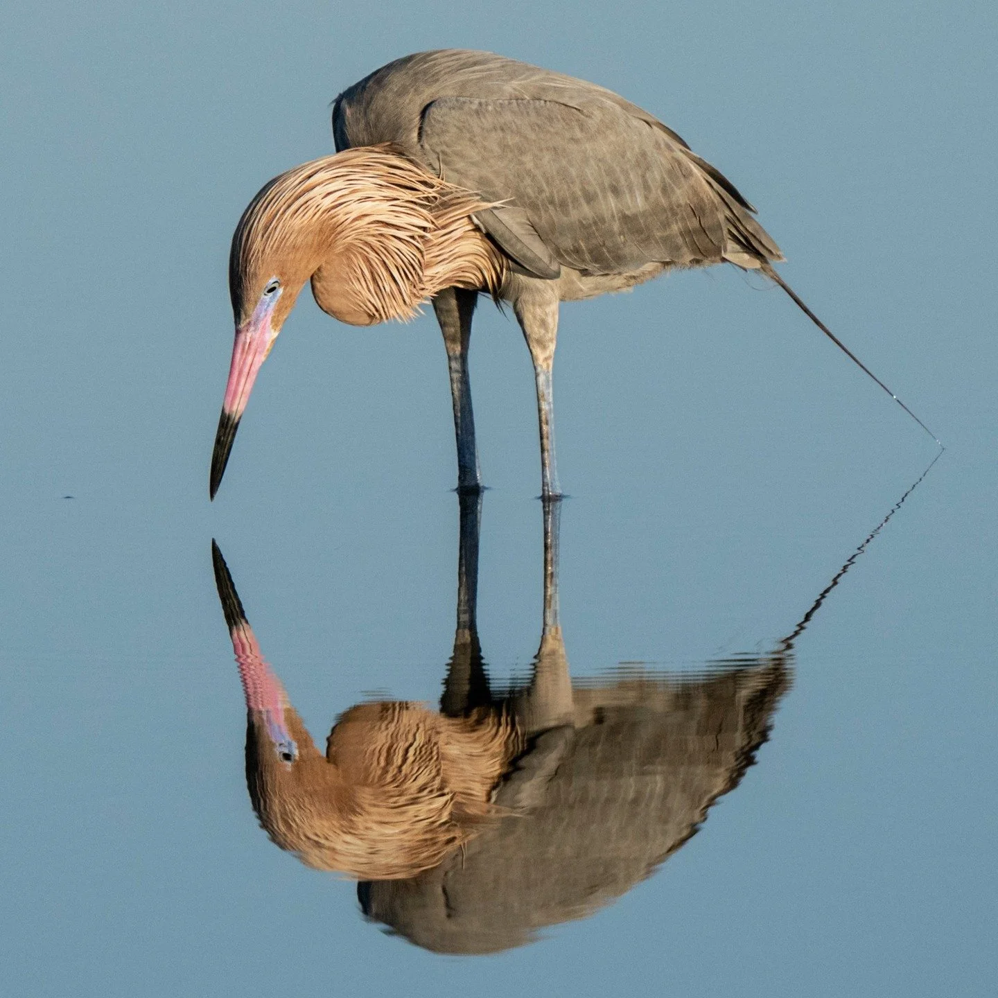 Mirror Mirro

Reddish Egret

Taken, handheld, with the @omsystem.americas M Zuiko 150-400mm lens with the internal lens 1.25X teleconverter engaged for 1000 FFEQ

#omsystem #lisatomphotos #mzuiko #reddishegret #itsinournature