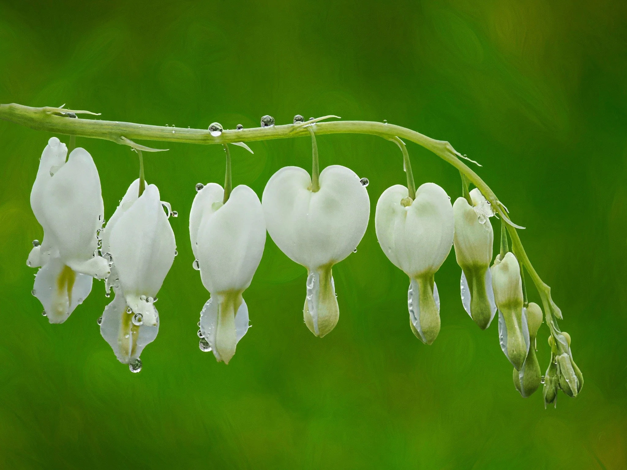 Bleeding Hearts.

Focus stacked in-camera using the @omsystem.americas M Zuiko 90mm lens on the OM-1 mark II

f3.5 | ISO 2500 1| /640 12 stacks

#focusstacked #bleedinghearts #omsystem @omsystem.cameras #springflowers #flowers #lisatomphotos
