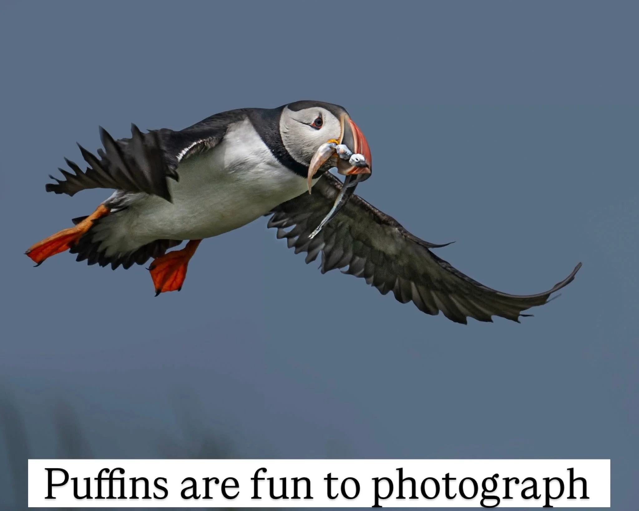 Check out the puffins in action
https://youtu.be/Jsm8Lm6XJfU?si=NJmbrNBzLCshsOs0