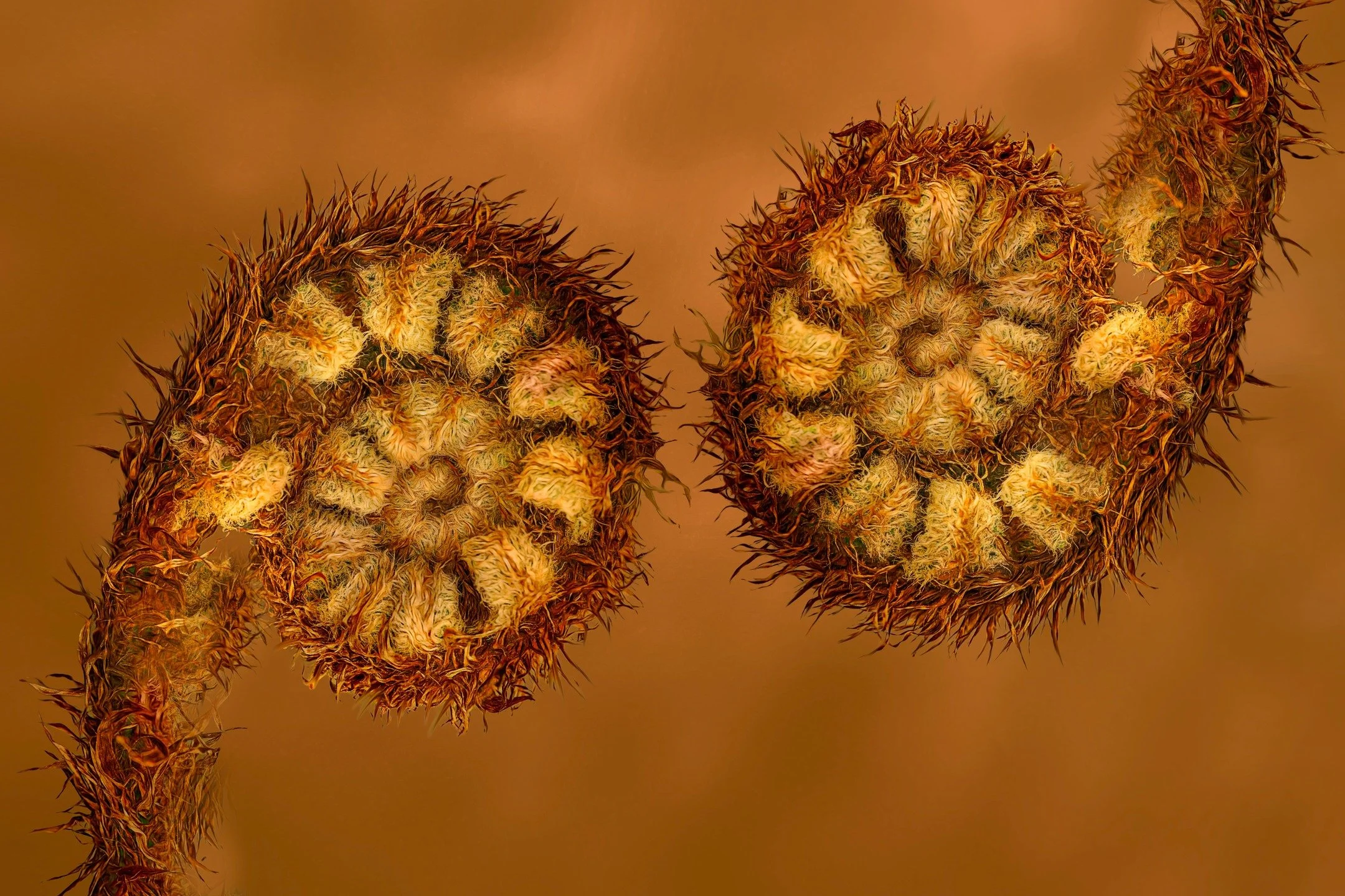 Wabi Sabi Fiddleheads

Focus-stacked in-camera, 10 stacks, handheld using the @omsystem.americas M Zuiko 90mm macro lens on the OM-1 mark II camera

1/100 | f6.3 | ISO 640

@omsystem.ameras #omsystem #m43_art #lisatomphotos #ferns #fiddleheads