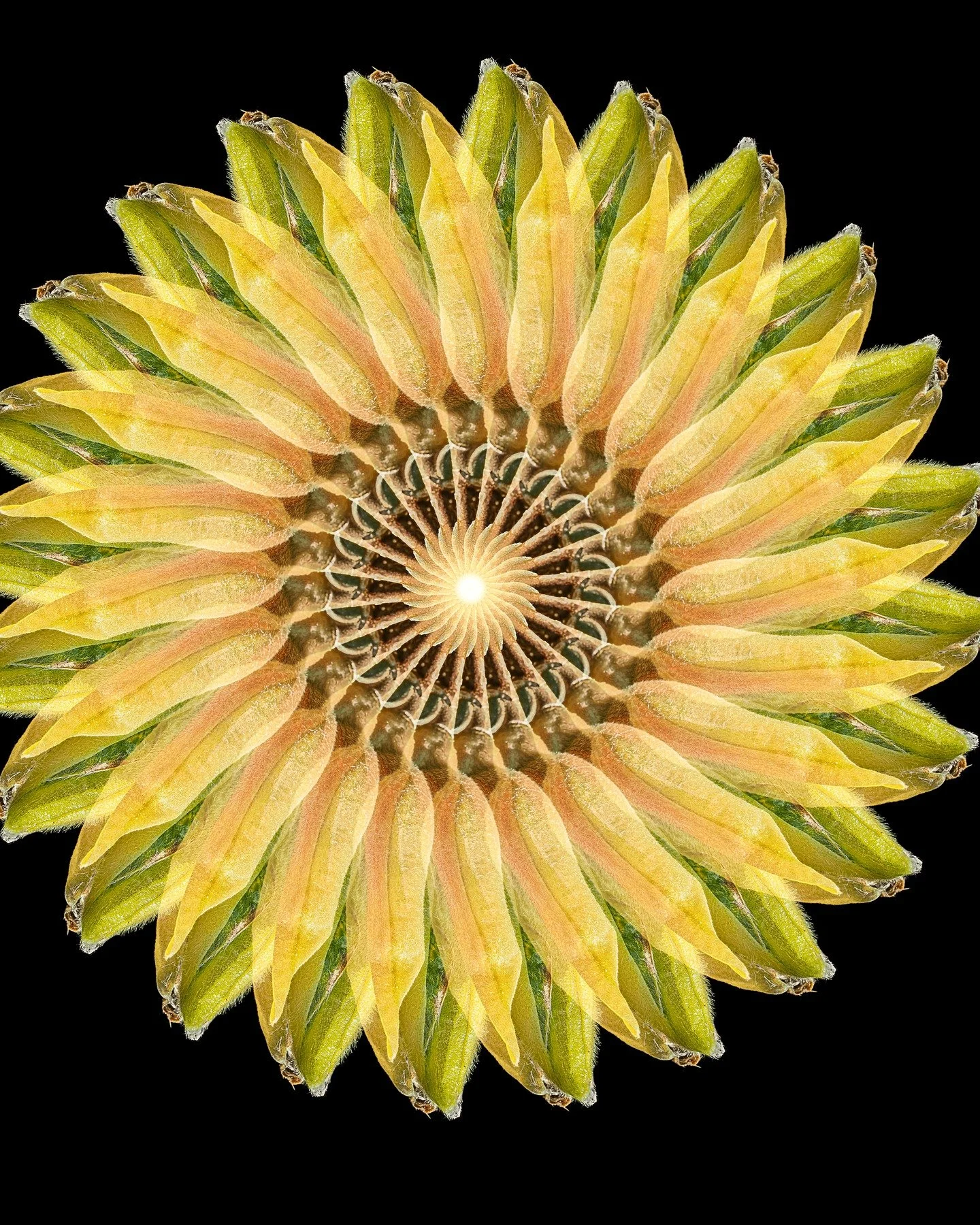 One Tree Blossom, repeeats

Taken handheld, focus stacking in-camera. 10 stacks

Taken with the @omsystem.americas M Zuiko 50-200mm lens on my OM-1 mark II

#omsystem #omsystem.cameras #lisatomphotos #m43_art