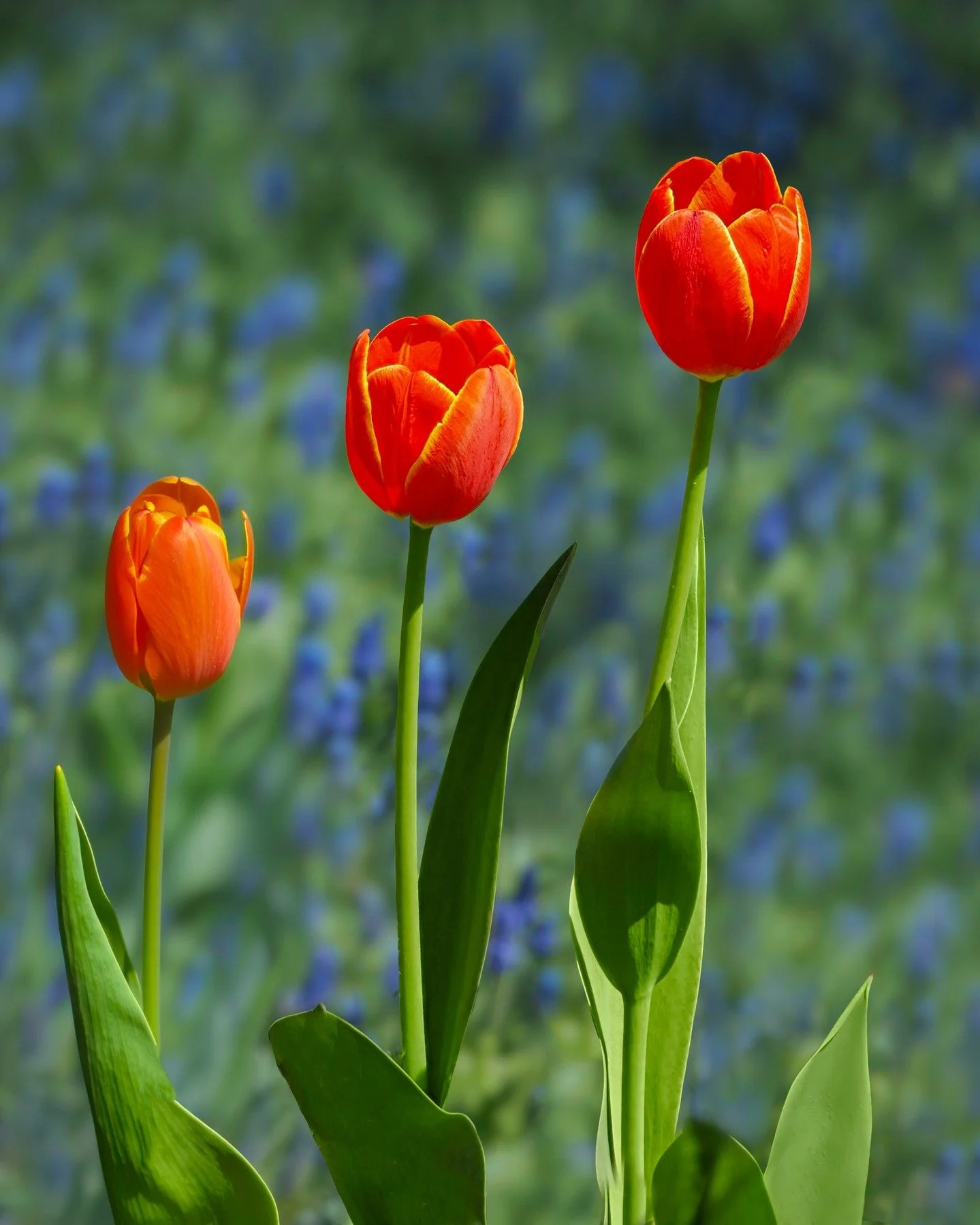 Tulips 

Taken handheld, focus stacking in-camera. 10 stacks

Taken with the @omsystem.americas M Zuiko 90mm lens on my OM-1 mark II

#omsystem #omsystem.cameras #tulips #lisatomphotos