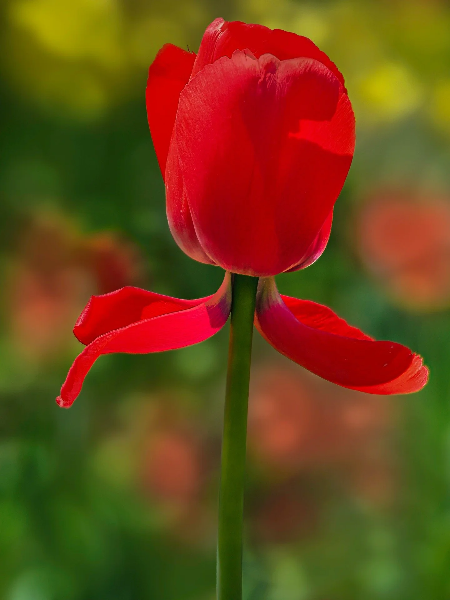 This tulip looked she had so much personality! A curtsy...

Handheld 
Focus stacked in-camera
10 stacks f4 

Taken with my @omsystem.americas M Zuiko 90mm lens on my OM-1 mark II camera 

@omsystem.americas @wickedtulips 
#omsystem #tulips #wickedtul