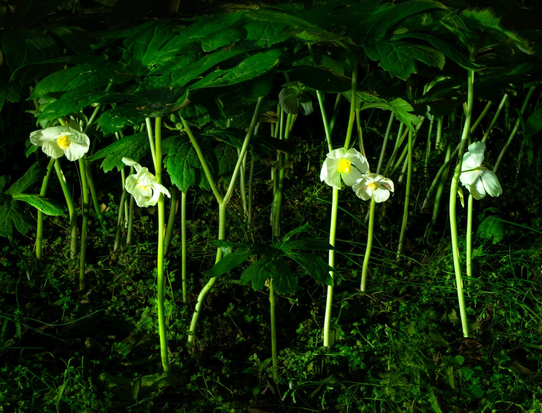 May Apples
Light painted

Taken during the daytime using daylight live composite to freeze the ambient light, only allowing the light from the flashlight to illuminate the flora.

From our recent VA retreat

Taken with my @omsystem.americas M Zuiko 1