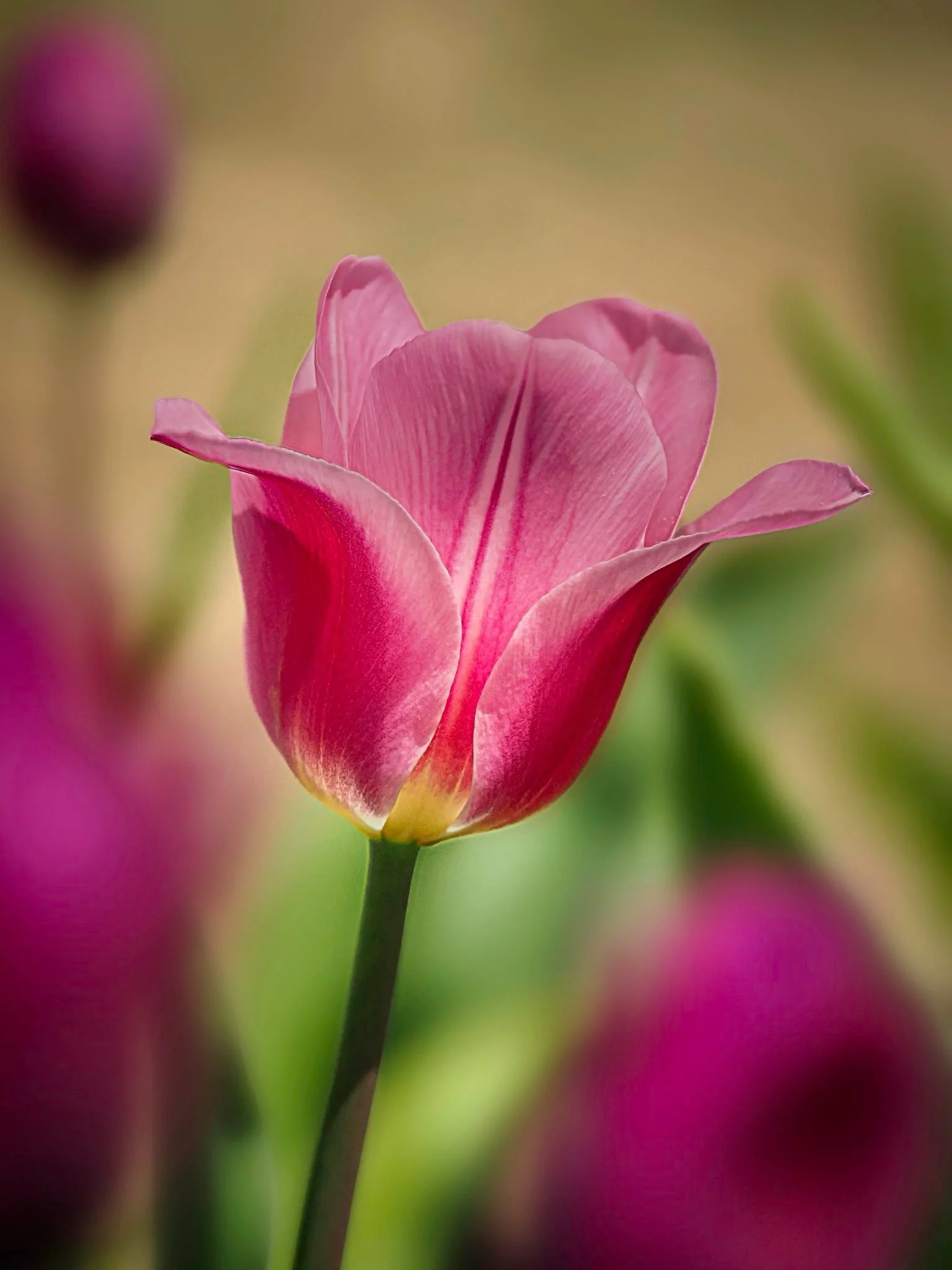 I created a few flower images yesterday at @wickedtulips. 

Carefully selecting both the  flower and the background for handheld in-camera focus stacking using the @omsystem.americas M Zuiko 90mm lens on my @omsystem.cameras OM-1 mark ii camera

#oms