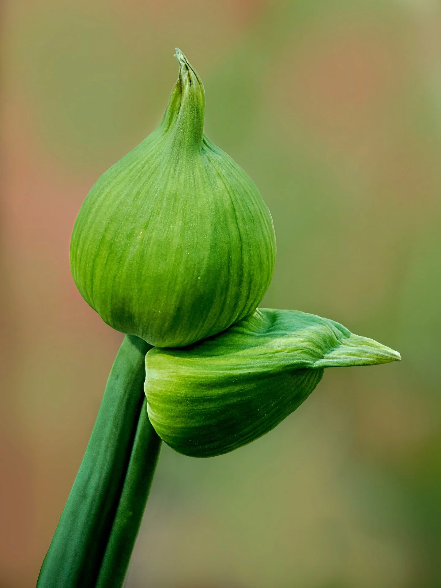 Allium, focus stacked in-camera using the @omsystem.americas M Zuiko 90mm lens on the OM-1 mark II camera