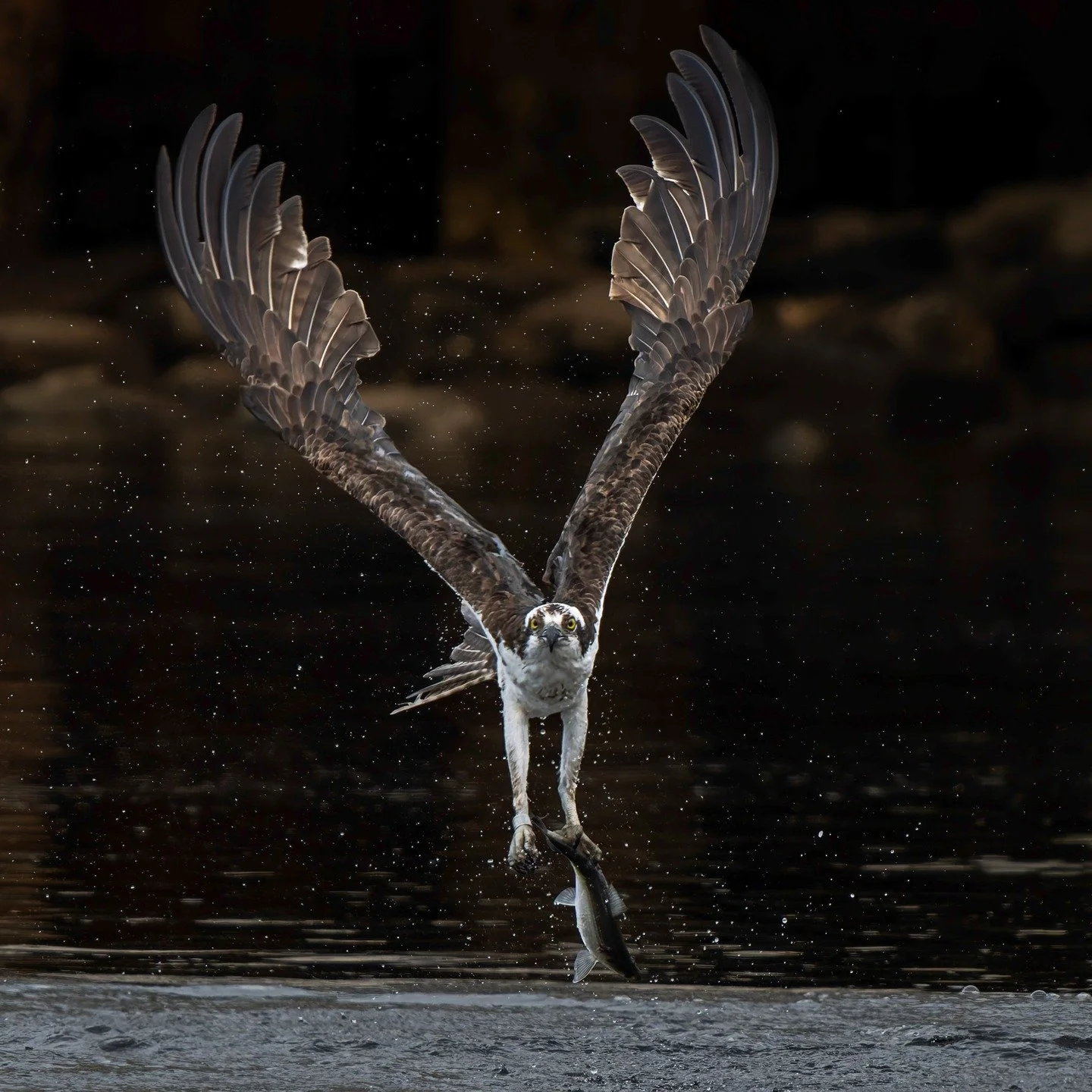 Osprey, with fish

Taken handheld, with the @omsystem.americas M Zuiko 150-400mm lens on the OM-1 mark II

#omsystem #mzuiko #osprey #lisatomphotos #birdphotography