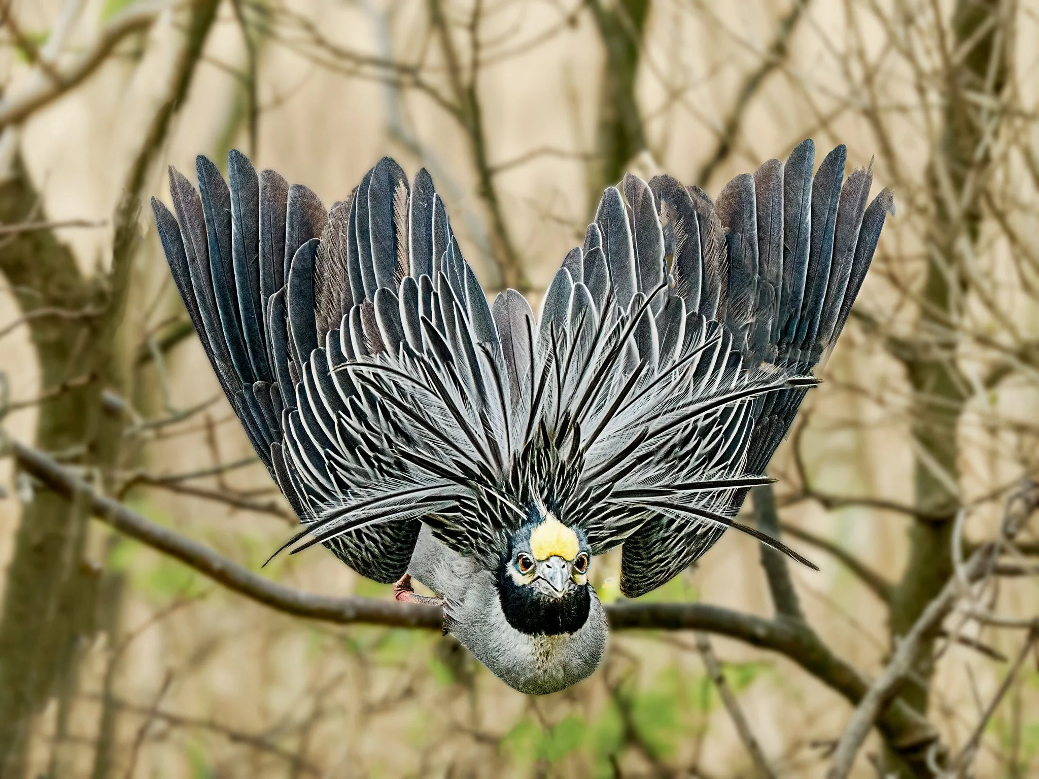 Displaying Yellow Crowned night heron 

Taken, handheld, with my @omsystem.americas M Zuiko 150-400mm lens on my @omsystem.cameras OM-1 mark ii 

#omsystem #yellowcrownednightheron #birds #lisatomphotos #mzuiko