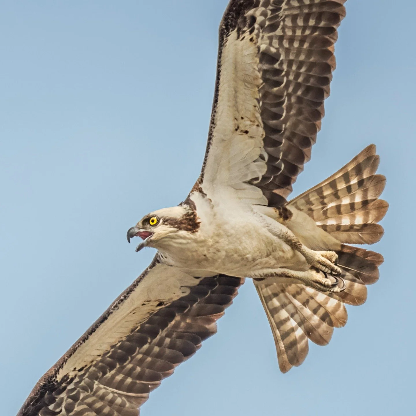 This osprey flew by VERY Close

Taken, handheld, with my @omsystem.americas M Zuiko 150-400mm lens on my @omsystem.cameras OM-1 mark ii

#omsystem #osprey #birds #lisatomphotos #mzuiko