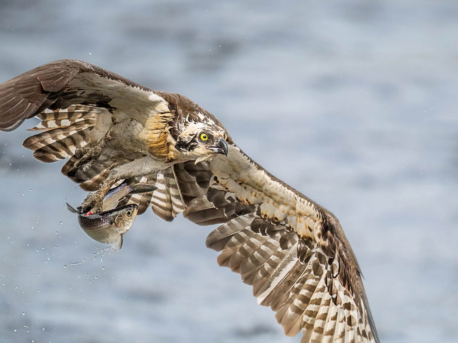 Osprey with fish

Taken, handheld, with my @omsystem.americas M Zuiko 150-400mm lens on my @omsystem.cameras OM-1 mark ii

#omsystem #osprey #birds #lisatomphotos #mzuiko