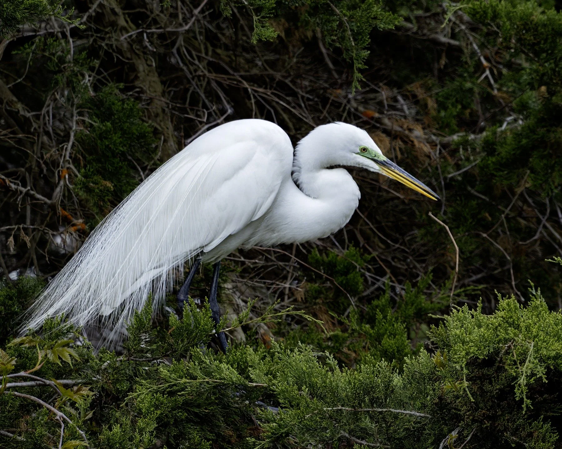 Great Egret, breeding plumage (notice the bright green lores)

Taken, handheld, with the @omsystem.americas OM5 mark II and the @omsystem.cameras M.Zuiko Digital ED 75-300mm F4.8-6.7 II OM

1/500 | ISO 5000 | f6.3 

#omsystem #om5markii #greategret #