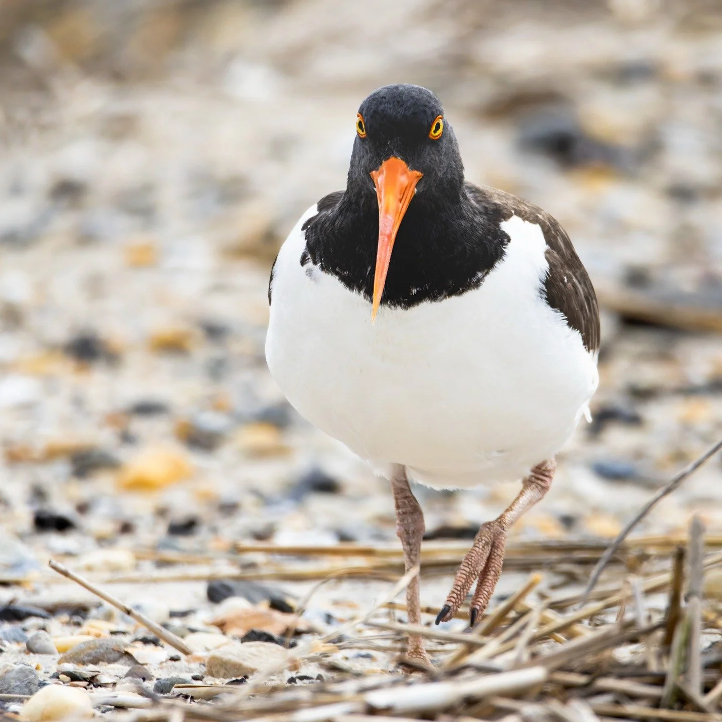 Oyster Catcher

Taken, handheld, with the @omsystem.americas OM5 mark II and the @omsystem.cameras M.Zuiko Digital ED 75-300mm F4.8-6.7 II OM

1/200 | ISO 4000 | f6.7

#omsystem #om5markii #oystercatcher #lisatomphotos #birds