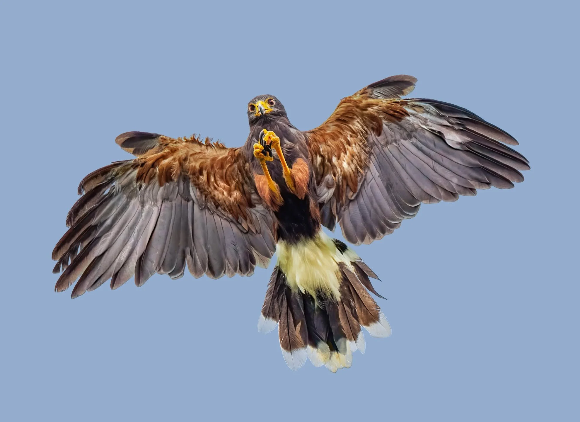 Harris Hawk

Taken, handheld, using the @omsystem.americas M Zuiko 150-400mm lens on the @omsystem.cameras OM-1 mark II 

ISO 4000 | 1/3200 | f5.6

#omsystem #harrishaw #birds #lisatomphotos #hawks #MZuiko