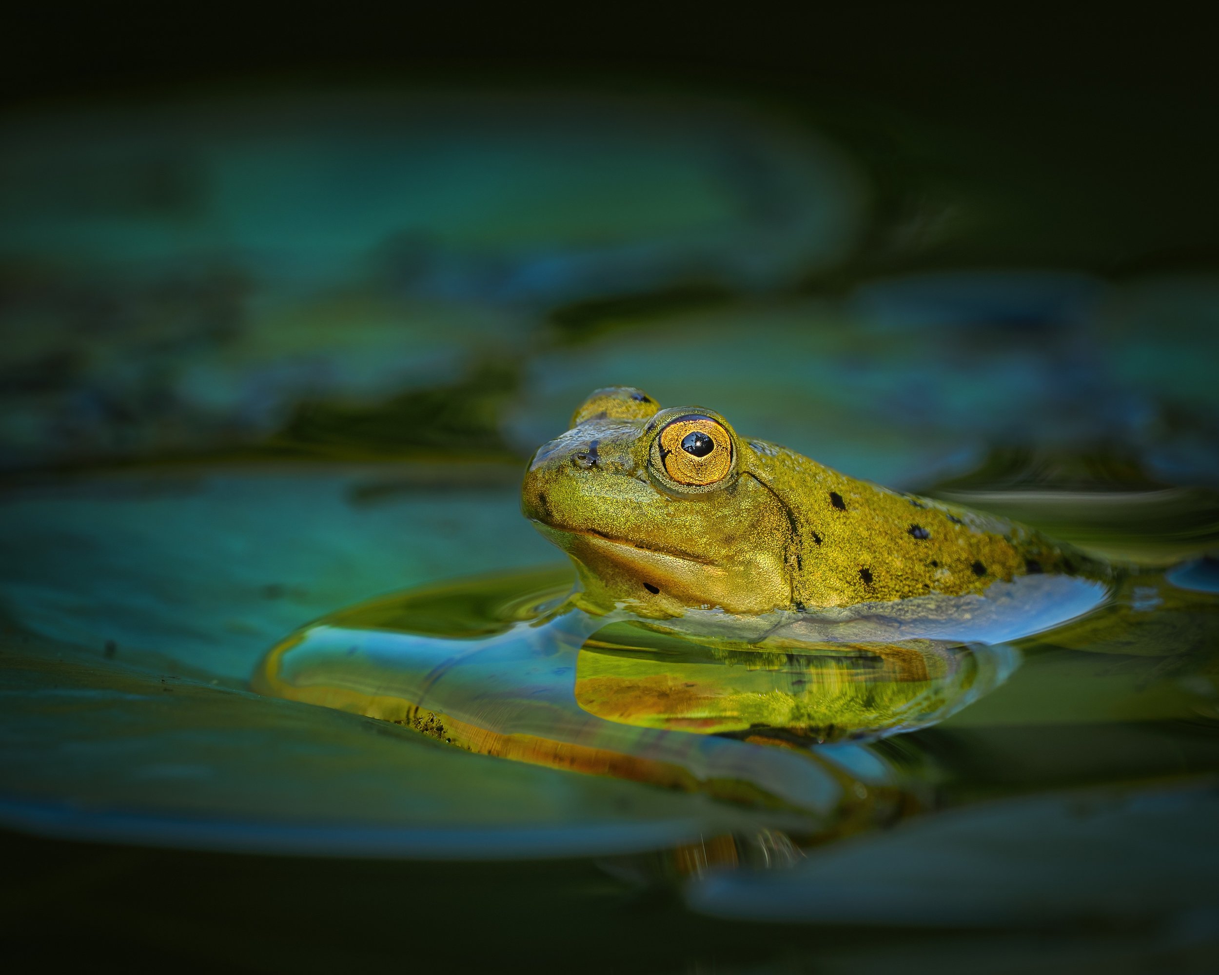 Frog!

Taken, handheld, with the @omsystem.americas M Zuiko 150-400mm lens with the 1.25X teleconverter engaged for 1000mm on the @omsystem.cameras OM-1 mark II

#omsystem #frog #lisatomphotos #itsinournature # frogonlilypad