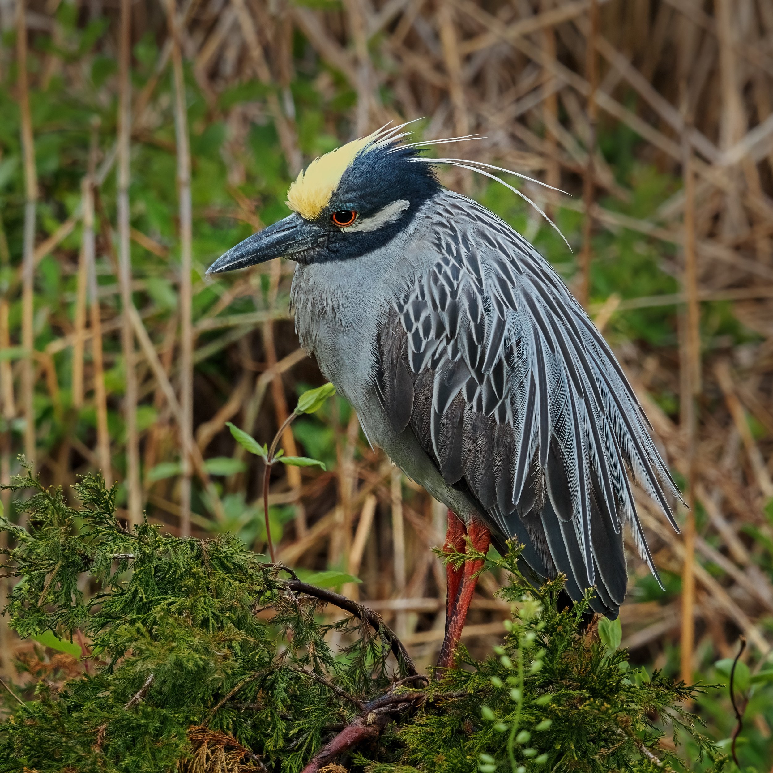 Yellow-Crowned Night Heron

Taken, handheld. with the @omsystem.americas M Zuiko 75-300mm lens on the OM-5 mark II

#omsystem #birds #yellowcrownednightheron #lisatomphotos #om5markii