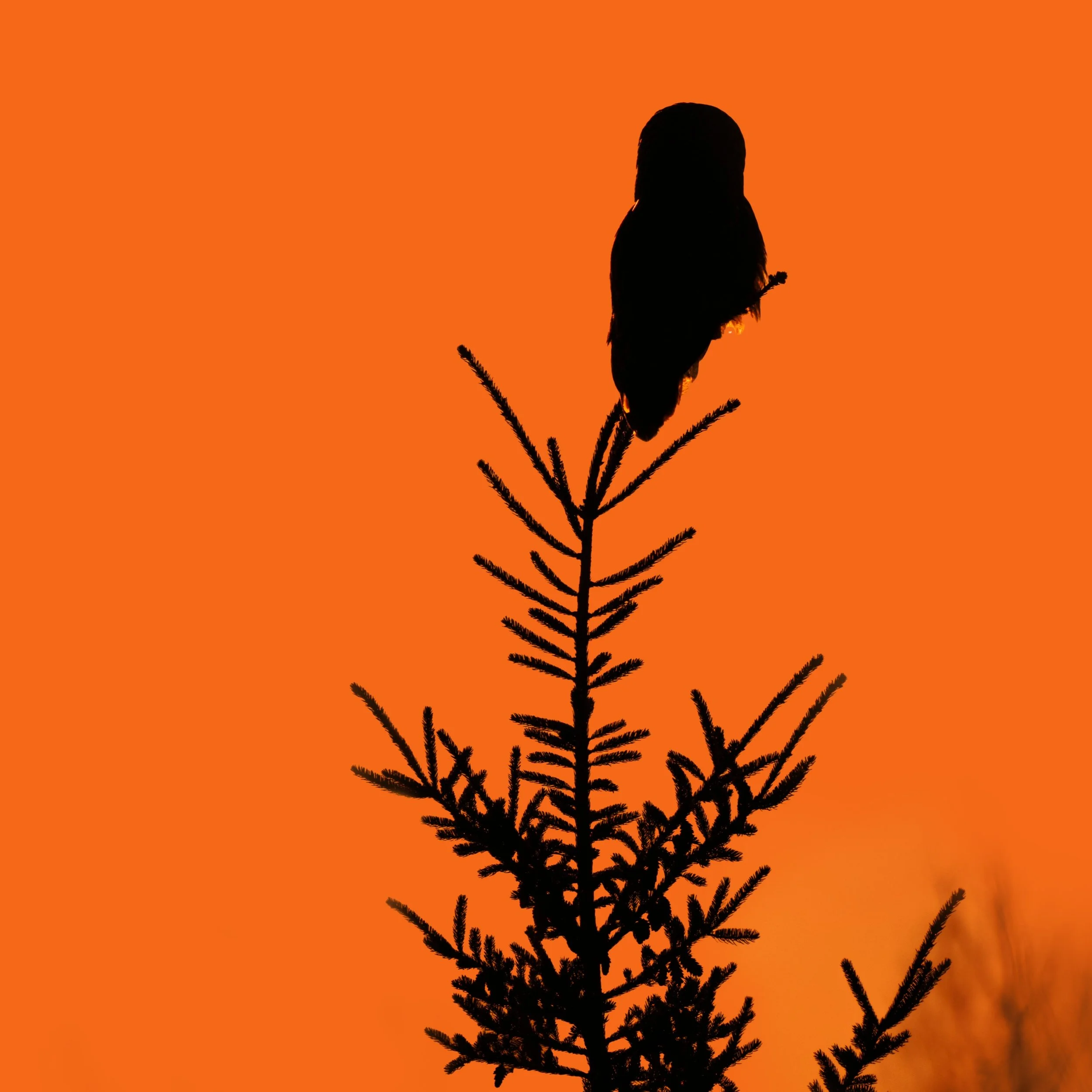 GGO.

Taken, handheld, with the @omsystem.americas M Zuiko 150-400mm on the @omsystem.cameras OM1 mark II camera.

f4.5 ISO 200

#omsystem #lisatomphotos #GGO #greatgreyowl #birds