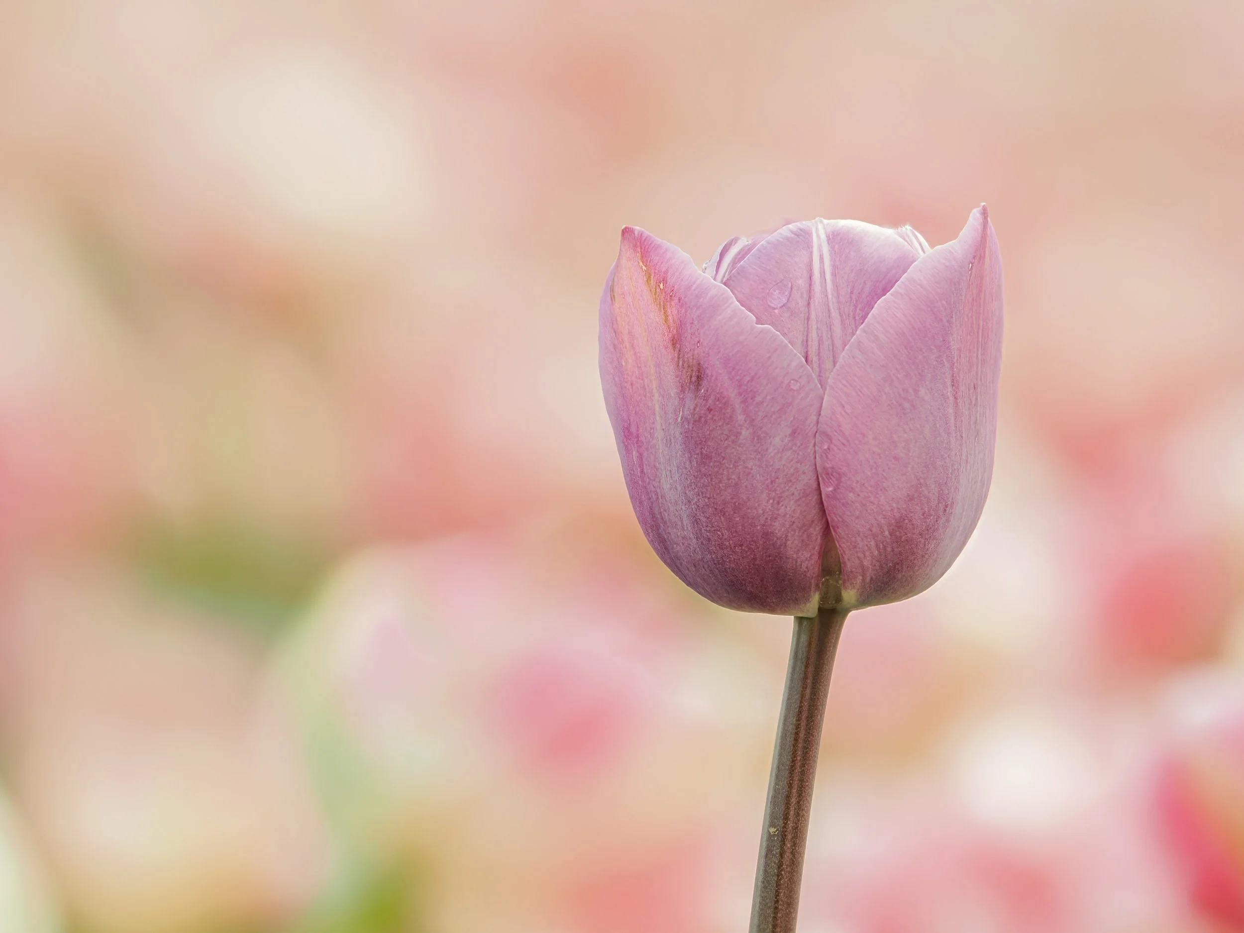 Tulip
Focus stacked in-camera
Handheld

Taken with the @omsystem.americas M Zuiko 50-200mm lens on the @omsystem.cameras OM-1 mark II

#omsystem #tulips #springflowers #focusstacking #lisatomphotos