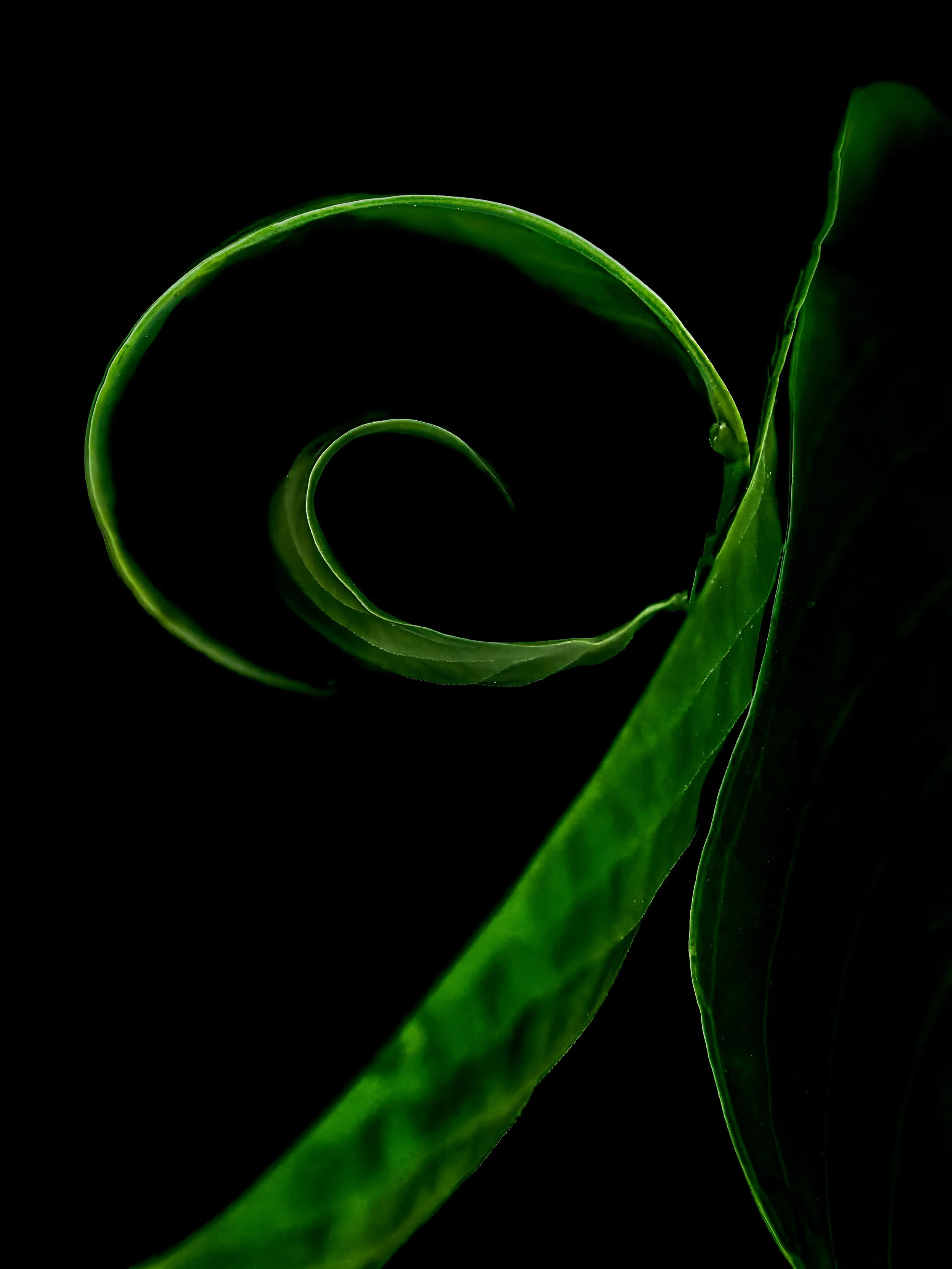 Hosta emerging from a ong winter

Taken, handheld, using the @omsyste.americas M Zuiko 90mm lens on the @omsystem.cameras OM-1 mark II camera. 

f5.6 | 1/100 | ISO 1000
10 stacks, stacked in-camera

#omsystem #hosta #lisatomphotos #springplants #omsy