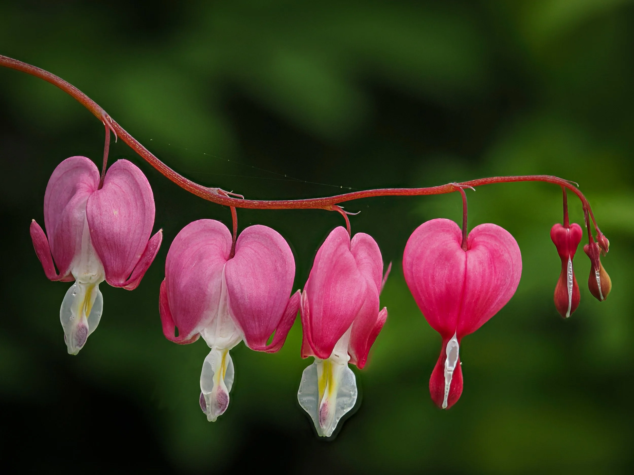 Bleeding hearts

Taken, handheld, using the @omsyste.americas M Zuiko 90mm lens on the @omsystem.cameras OM-1 mark II camera.

f3.5 | 1/100 | ISO 500
10 stacks, stacked in-camera

#omsystem #bleedinghearts #lisatomphotos #springplants #omsystemcamera
