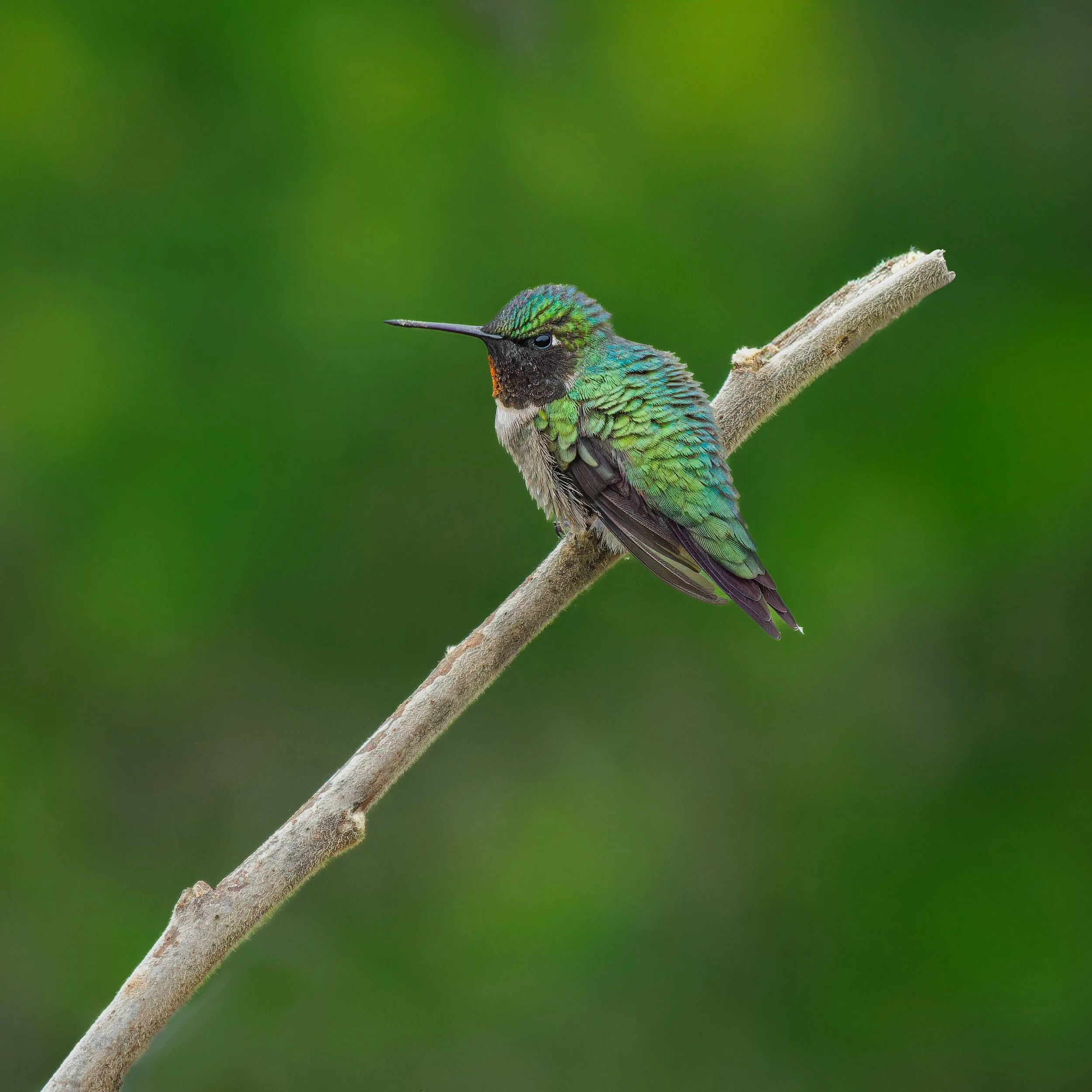 My first hummingbird of the season. 

Taken, handheld, with the @omsystem.americas M Zuiko 150-400mm lens with the internal lens teleconverter engaged for 1000mm, on the @omsystem.cameras OM-1 mark II camera