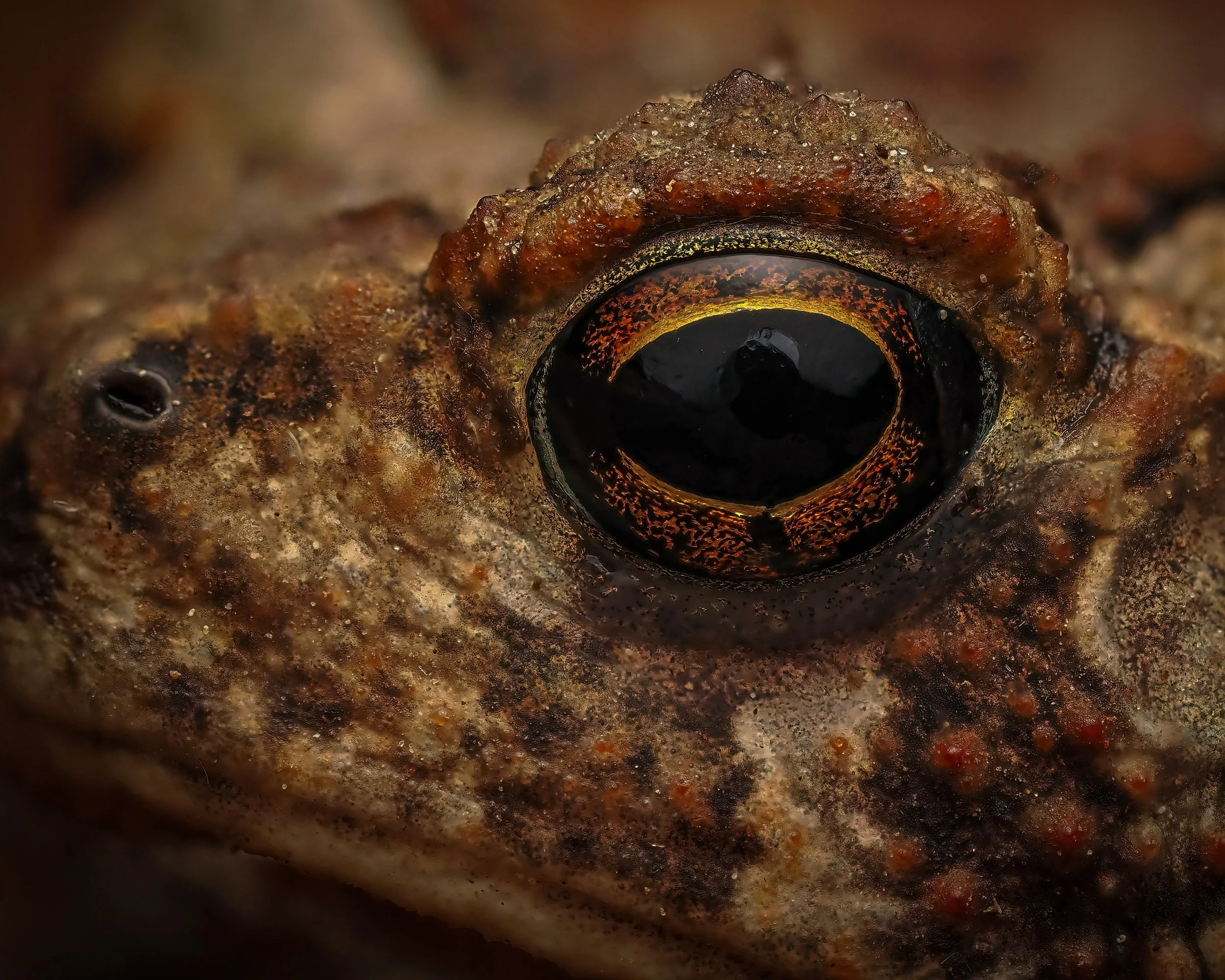 This frog "toad" me that it wanted to be on Instagram

Focus stacked, in-camera

Taken, handheld, with the @omsystem.americas M Zuiko 90mm macro lens on the @omsystem.cameras OM-1 mark ii

#omsystem #focussstakcing #frogs #toad #lisatomphot