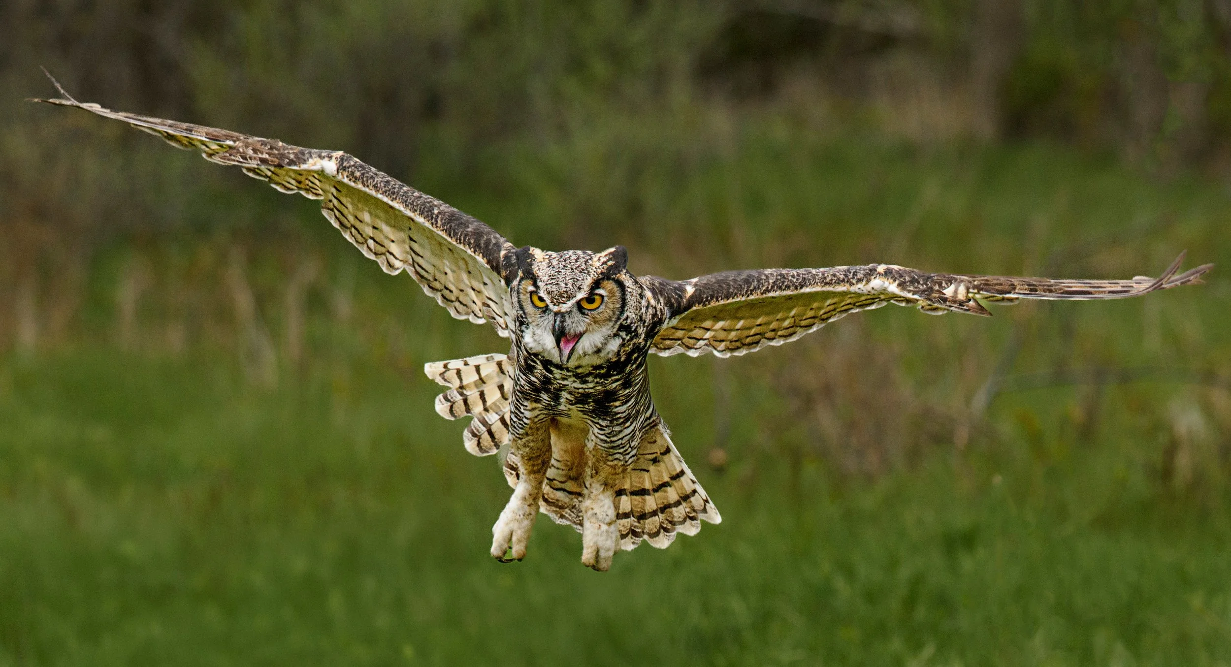 Great Horned Owl

Taken, handheld, with the @omsystem.americas M Zuiko 50-200mm lens on the OM-1 mark II

#omsystem #birds #GHO #greathornedowl #bif #birdsinflight #lisatomphotos