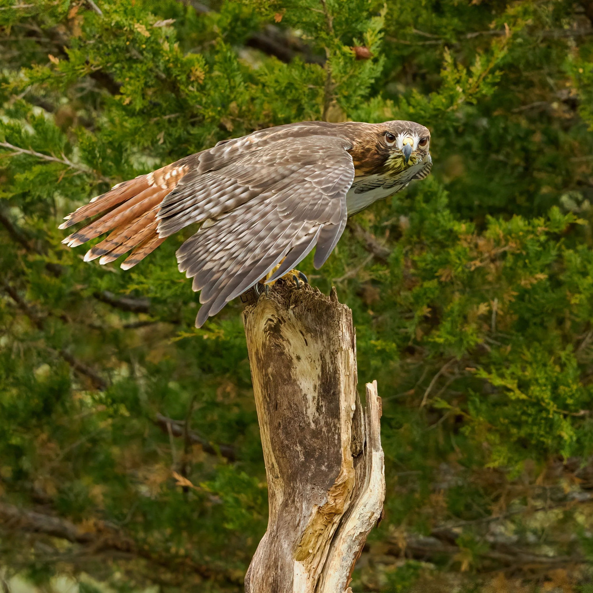 Red-tailed Hawk

Taken, handheld with the @omsystem.americas M Zuiko 50-200mm lens on the @omsystem.cameras OM-1 mark II

#omsystem #RTH #redtailedhawk #raptor #lisatomphotos #birds