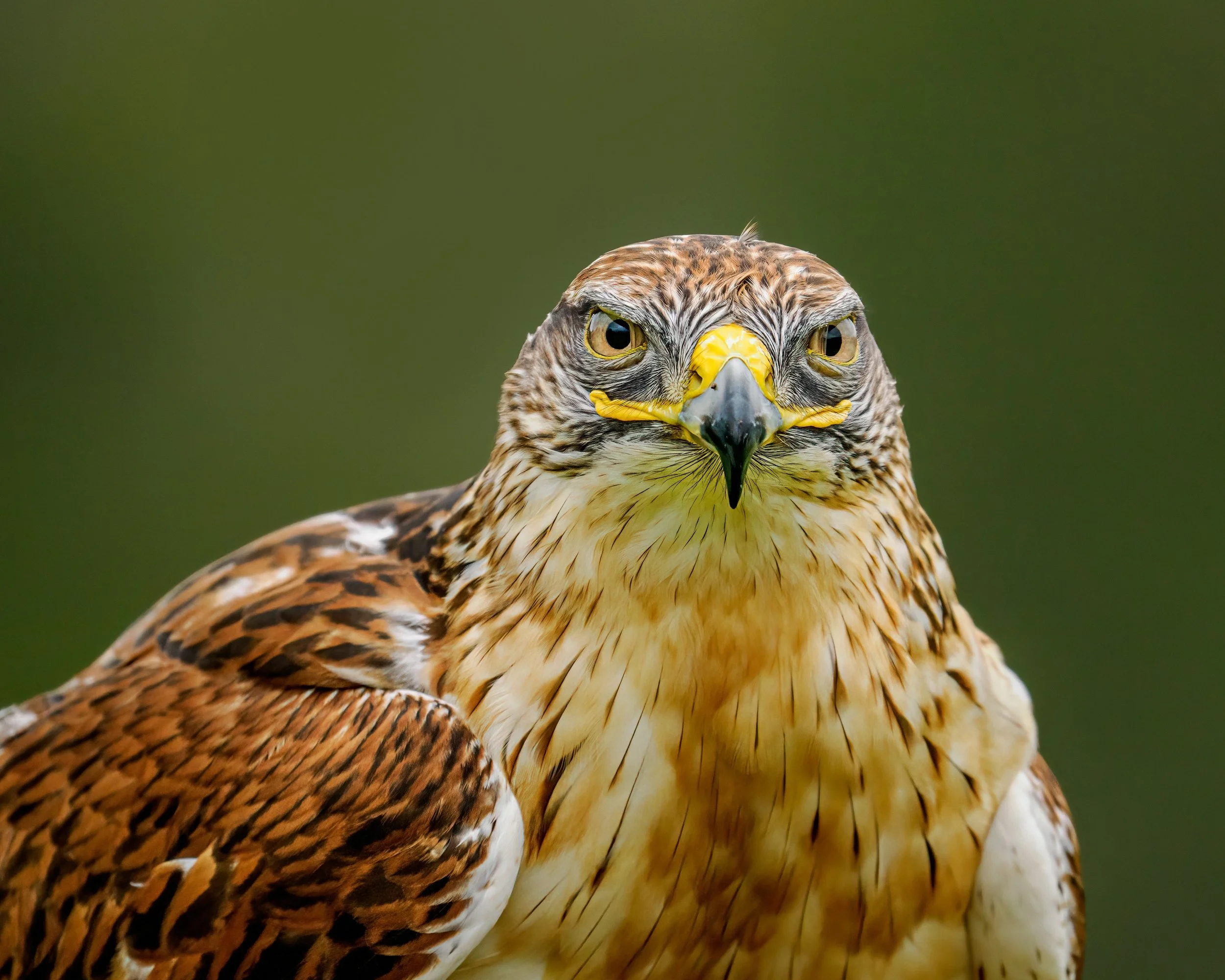 Ferunginous Hawk

Taken, handheld, with the @omsystem.americas 150-400mm lens with the 1.25x lens teleconverter engaged (1000mm FFEQ) on my @omsystem.cameras 'OM-1 mark II

#hawk #omsystem #lisatomphotos #itsinournature #birds