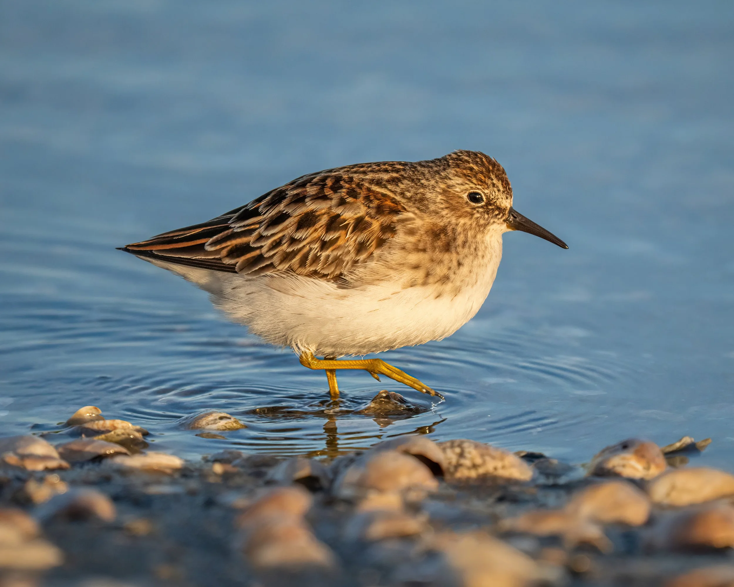 Least Sandpiper
Take, handheld, using the @omsystem.americas M Zuiko 150-400mm lens with the internal lens 1.25X engaged for 1000mm FFEQ. I patiently laid down on the beach waiting for these birds to come close -- and my patience paid off

#omsystem 
