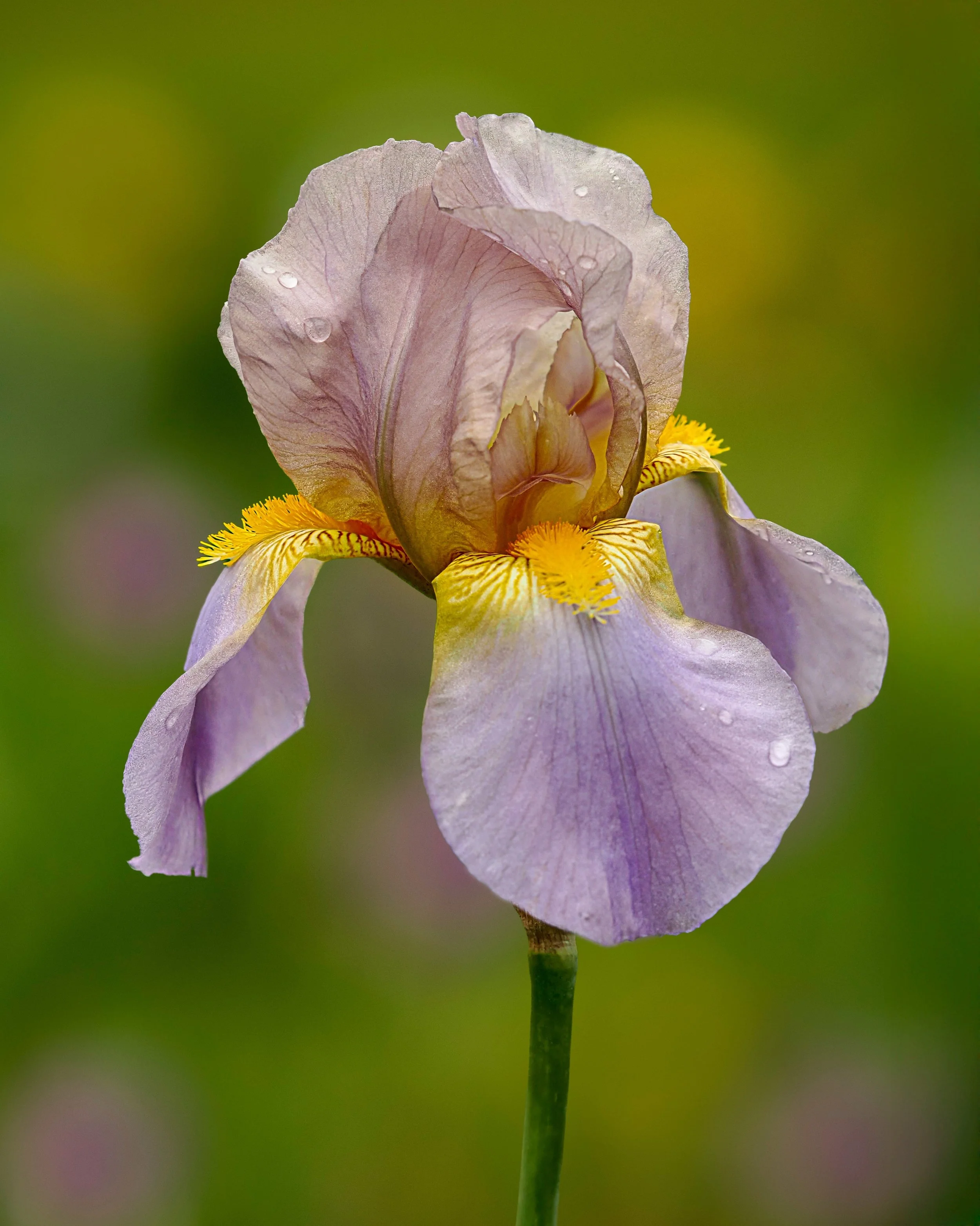 Iris, focus stacked in-camera, 10 stacks

Take with the @omsystem.americas M Zuiko 50-200mm lens on my OM SYSTEM OM-1 mark II camera

ISO 200 f3.2 1/500 

#omsystem #omsystemcameras #50-200 #mzuiko #iris #flowoers #rainydays #lisatomphotos