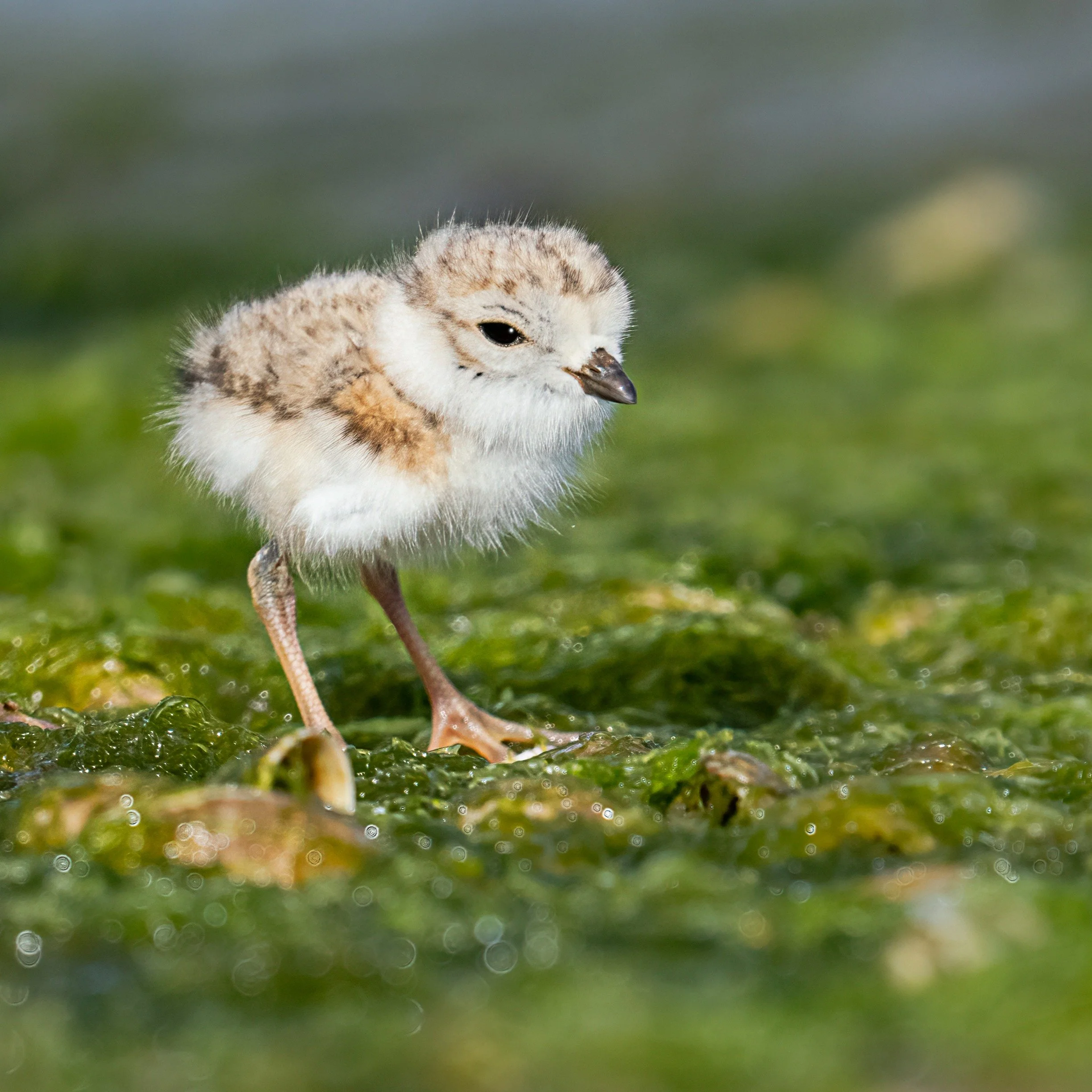 Patience
I was lying in the sand for a long time, and then mom came up close and the chick followed, keeping warm on this windy cold Spring day.

Taken, handheld, using the @omsystem.americas M Zuiko 150-400mm lens plus internal lens 1.25X for 1000mm