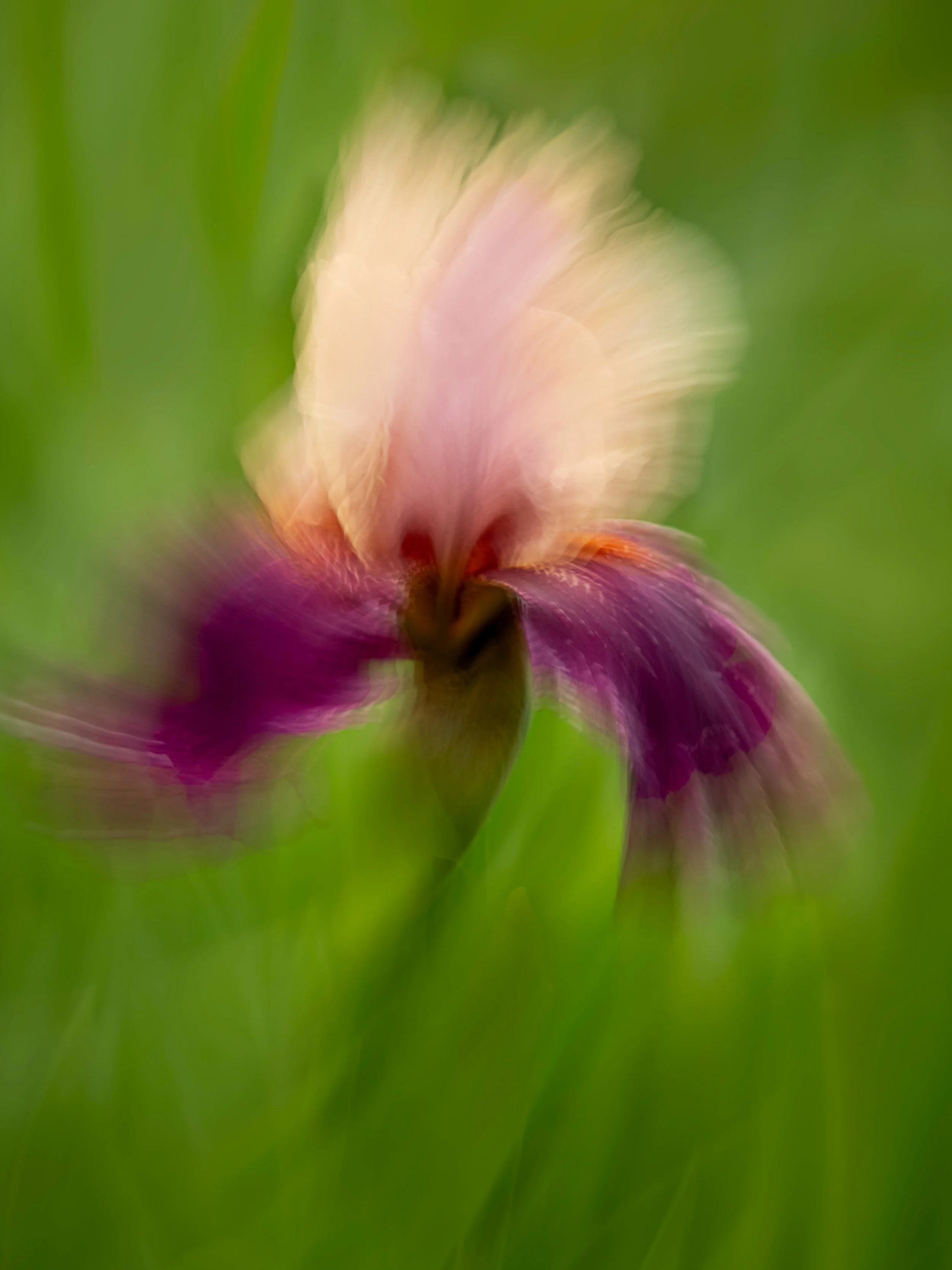 IICM 
(Iris intentional camera movement)

Take with the @omsystem.americas M Zuiko 50-200mm lens on my OM SYSTEM OM-1 mark II camera

ISO 200 f4 live ND
for a 1 second shutter speed

#omsystem #omsystemcameras #50-200 #isir #ICM #lisatomphotos