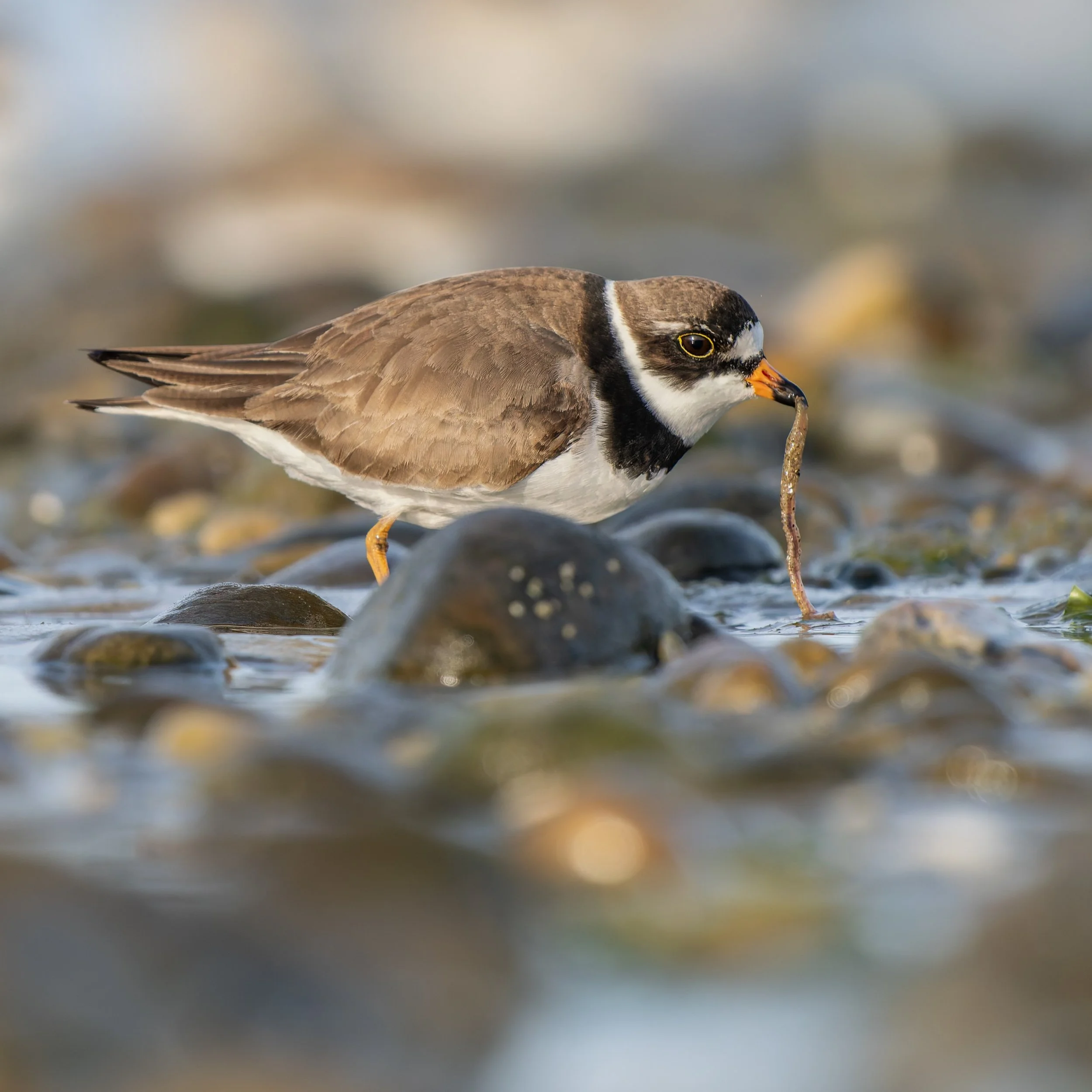 The early bird gets the worm!

Fun getting low with the little shorebirds, like this semi-palmated plover.

Take, handheld, using the @omsystem.americas M Zuiko 150-400mm lens with the internal lens 1.25X engaged for 1000mm FFEQ. 

#omsystem #omsyste